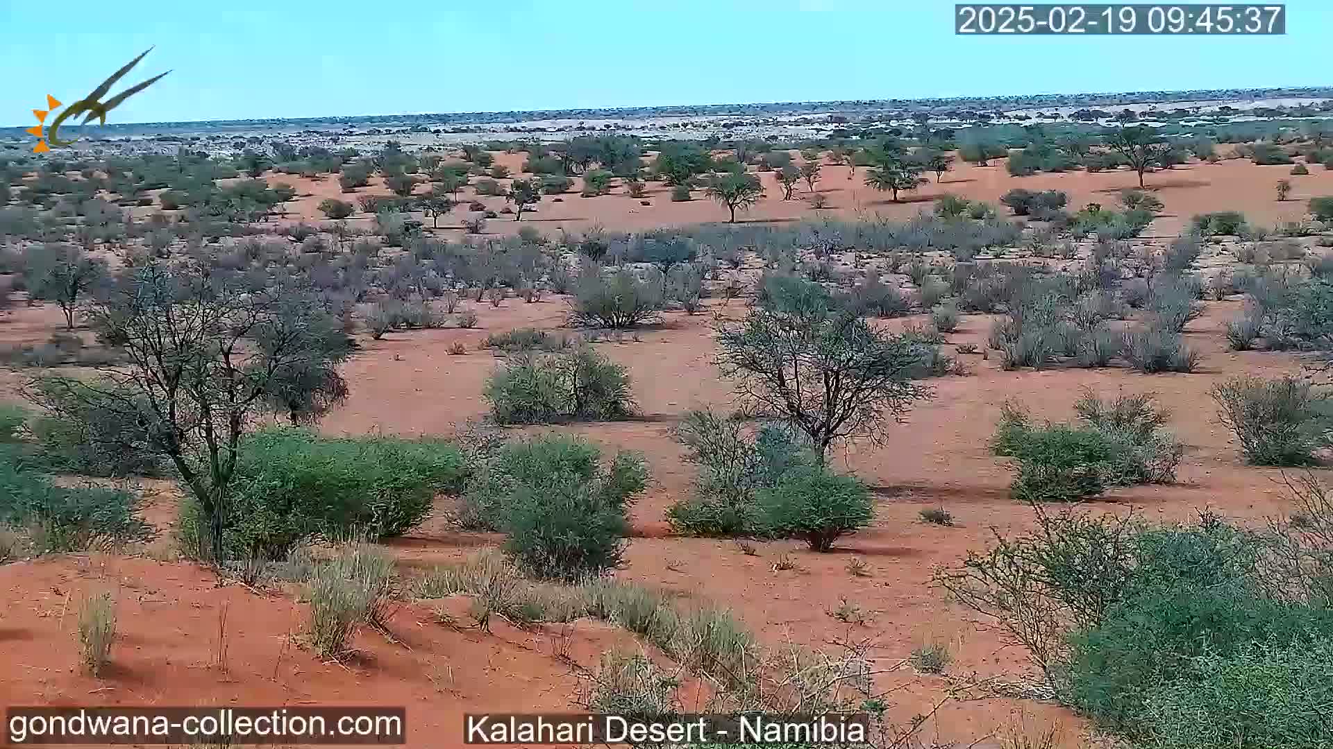 A mostly sunny day reveals a wide expanse of reddish-brown sand dotted with sparse, low-lying green vegetation and scattered shrubs and small trees in a desert landscape.