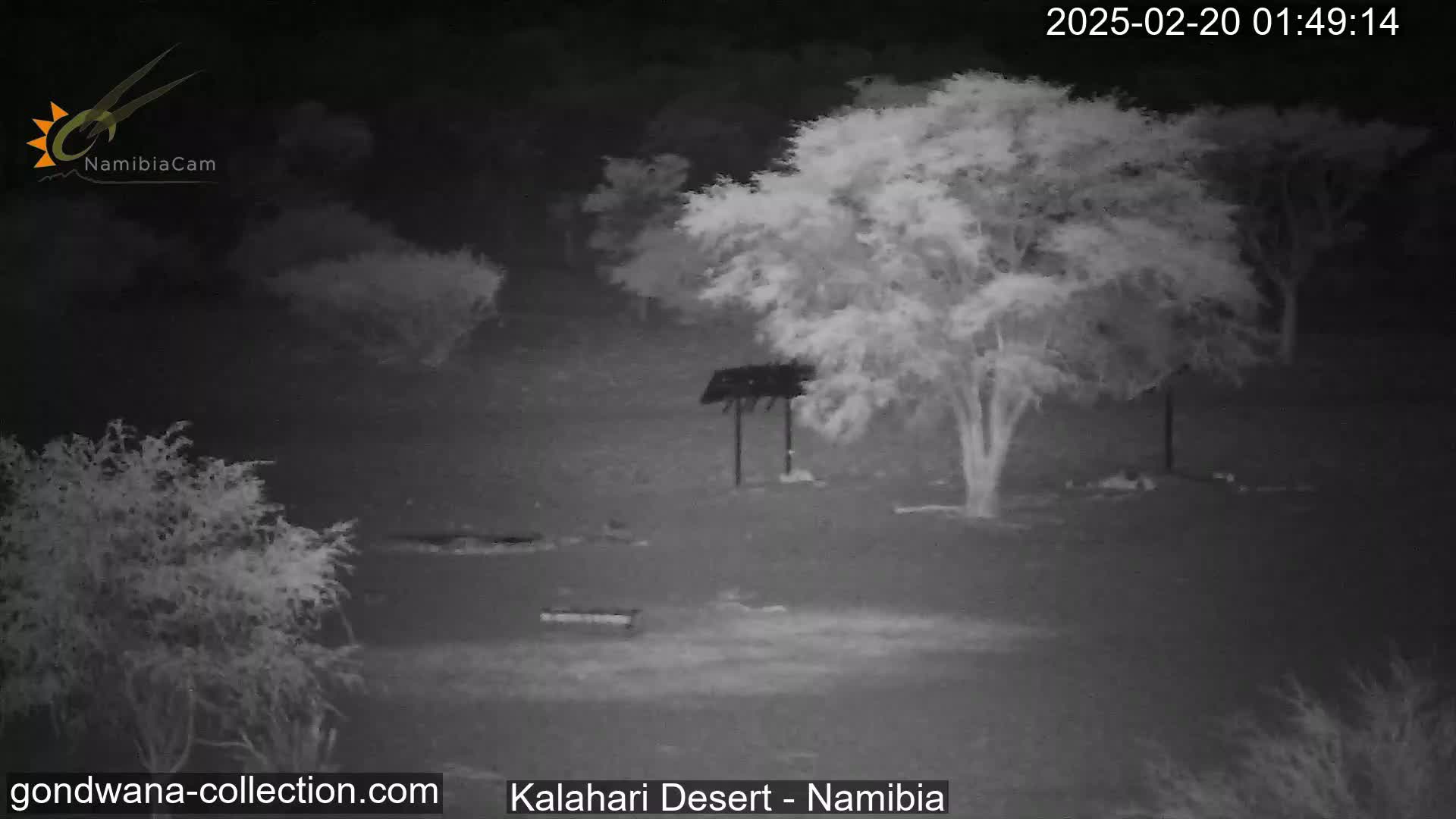A nighttime, infrared view shows sparse, low-lying vegetation and a few trees in the Kalahari Desert.