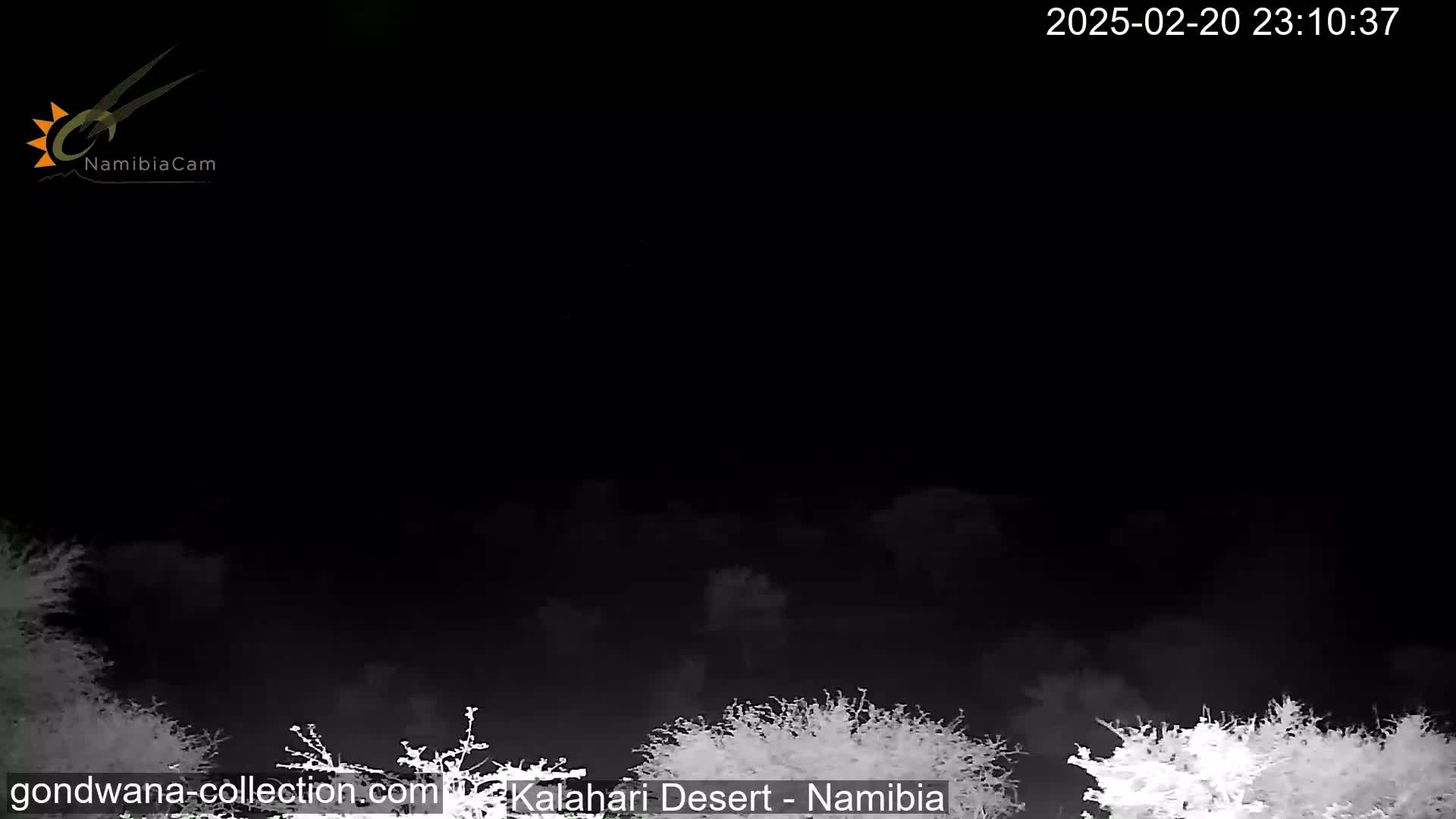 A nighttime view of silhouetted trees under a mostly clear, dark sky.