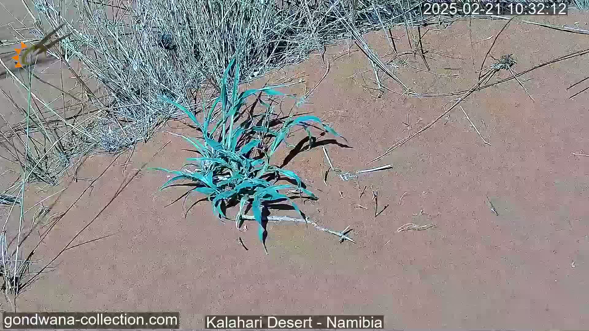 A small green plant grows in sandy soil amidst sparse, dry vegetation under a sunny sky.