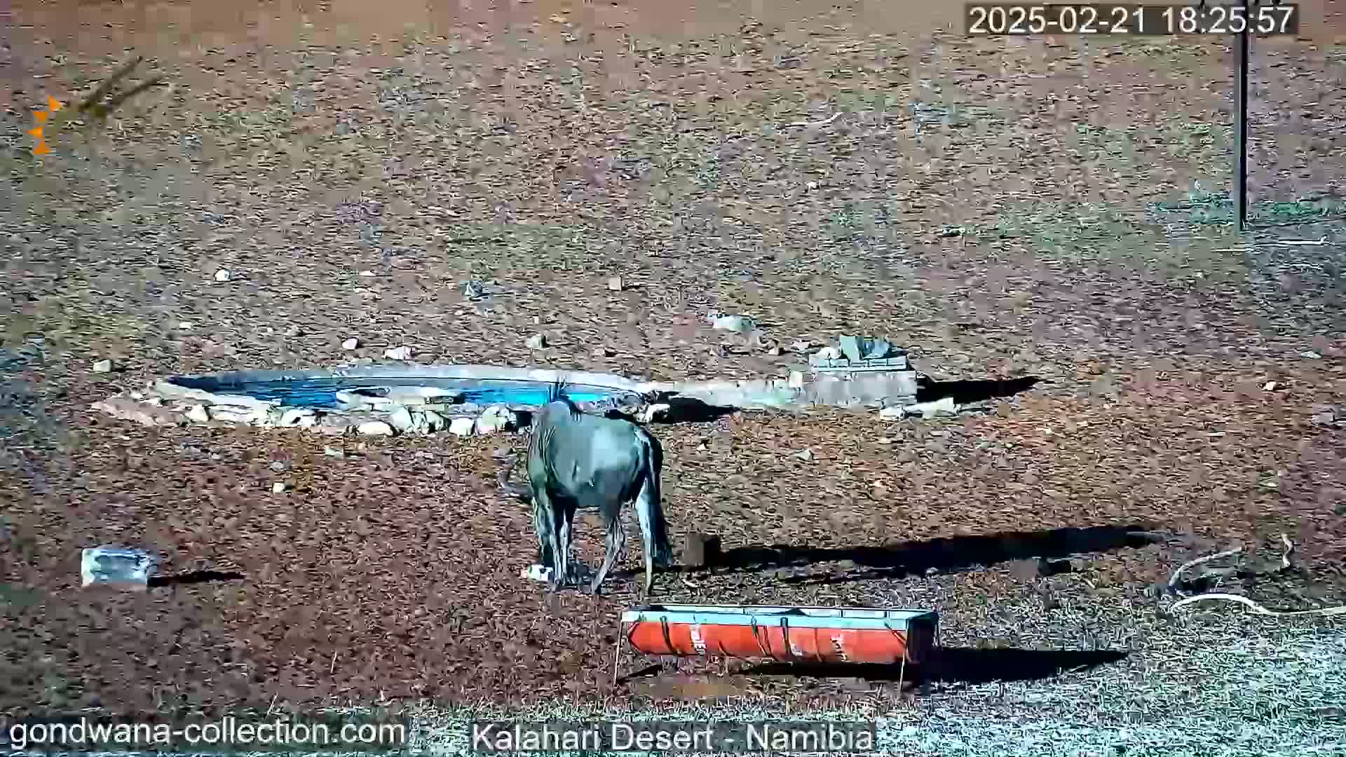 A blue wildebeest stands near a water source and a trough in a dry, sunny, arid landscape.