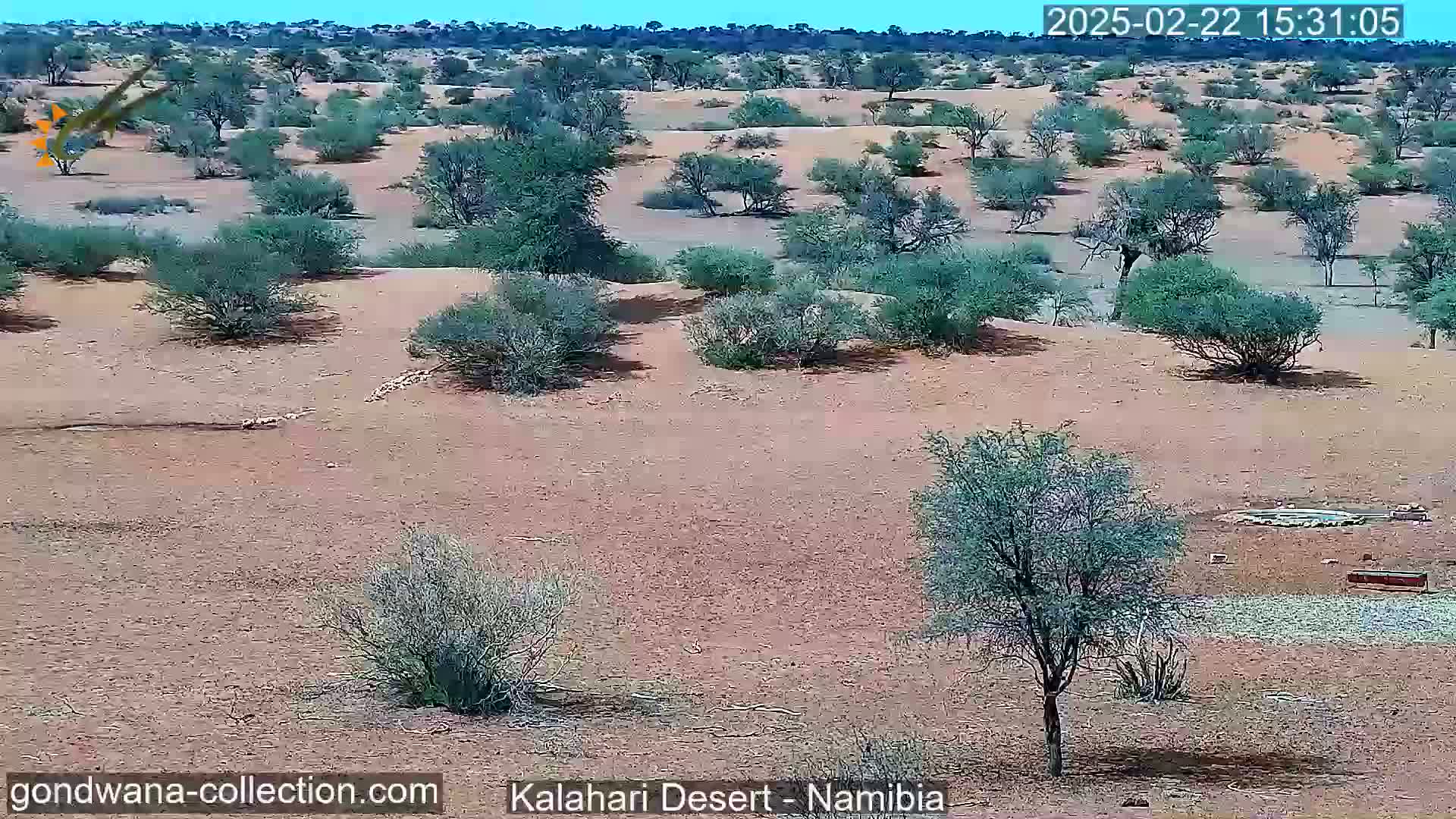 A desert landscape under a clear blue sky shows scattered shrubs and small trees on sandy ground.