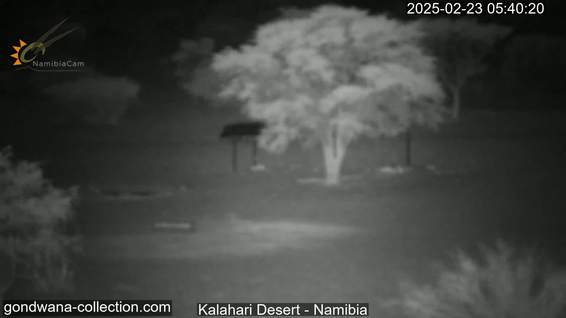 A nighttime, low-light image shows a sparsely vegetated area with a tree and a small structure, under dark, clear skies.