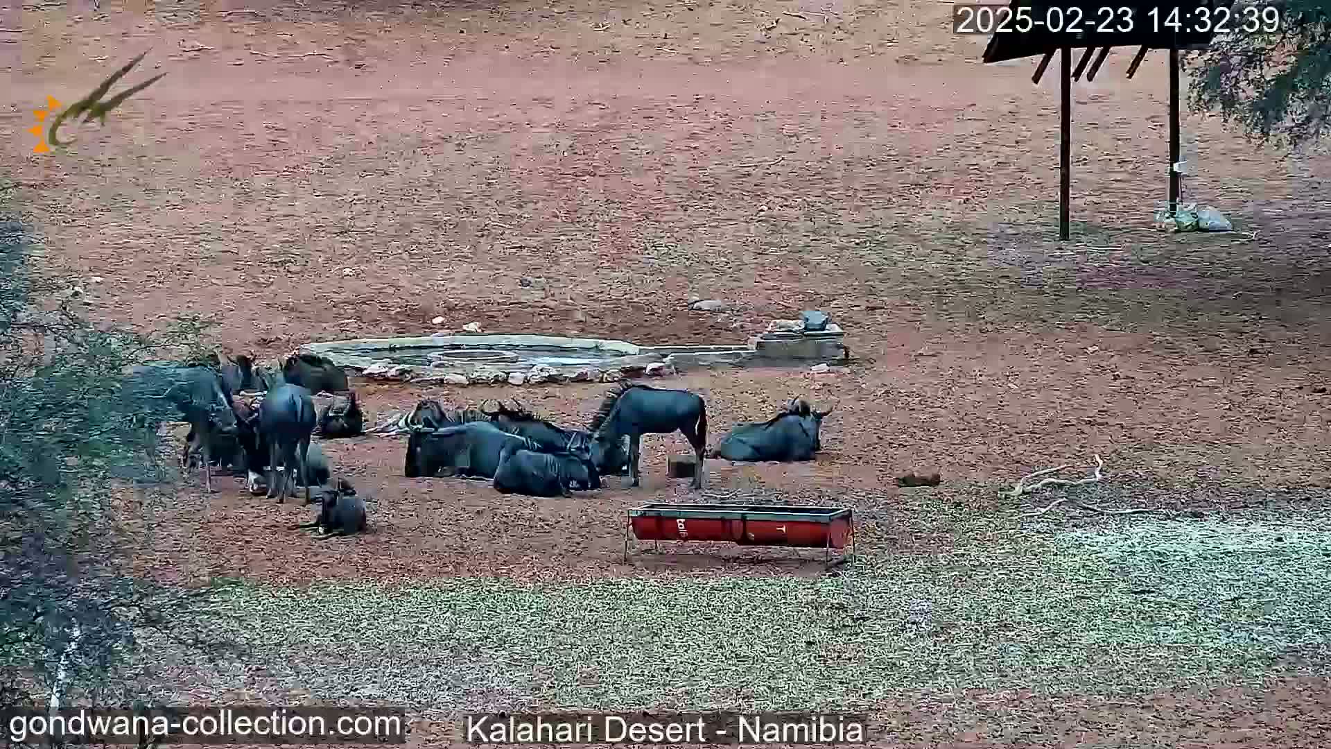 A herd of wildebeest gathers around a water trough and a feeding trough on dry, reddish-brown ground.
