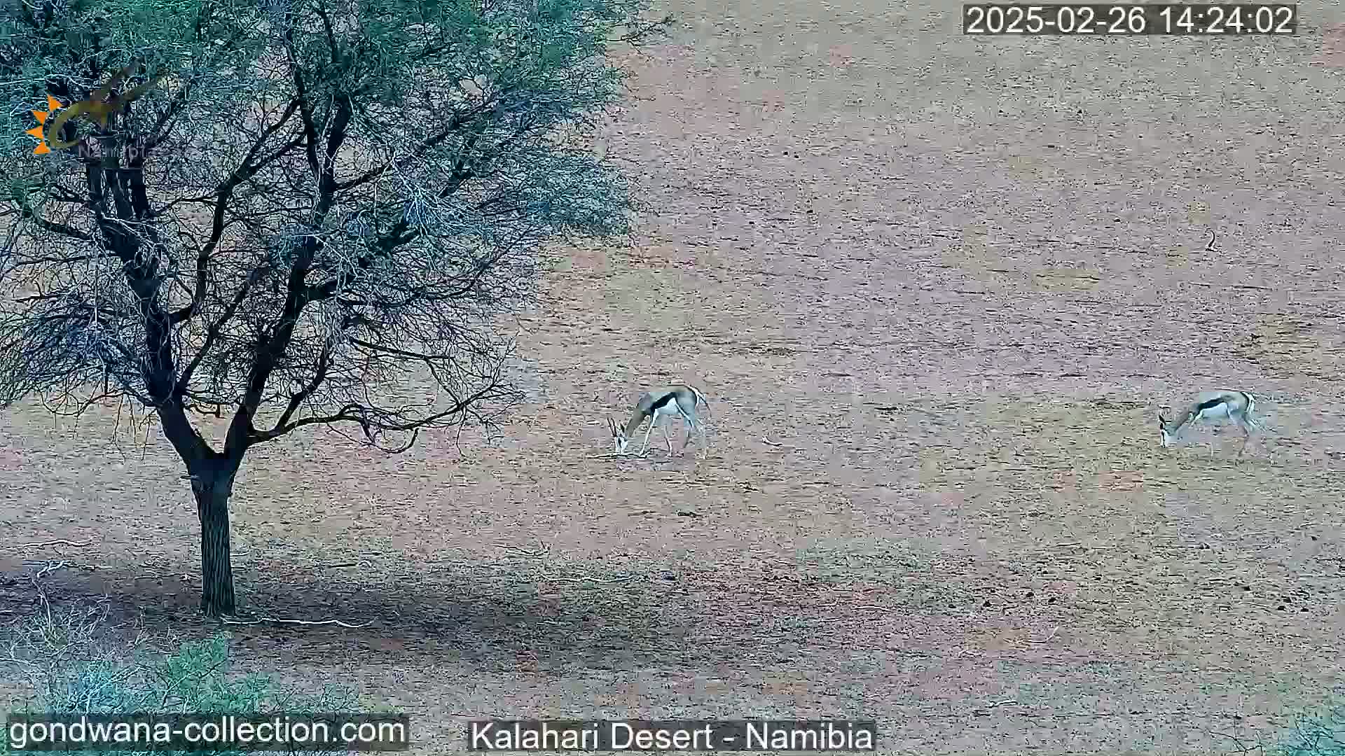 Natural Life in the Kalahari Desert (Gondwana Kalahari Park)  Live Cam - Mariental, Hardap, Namibia