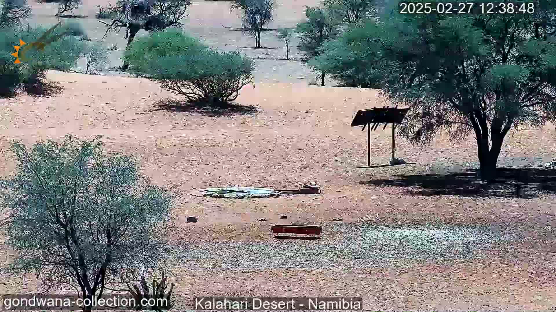 A sunny desert landscape shows sparse vegetation, a small waterhole, and a simple shaded structure.