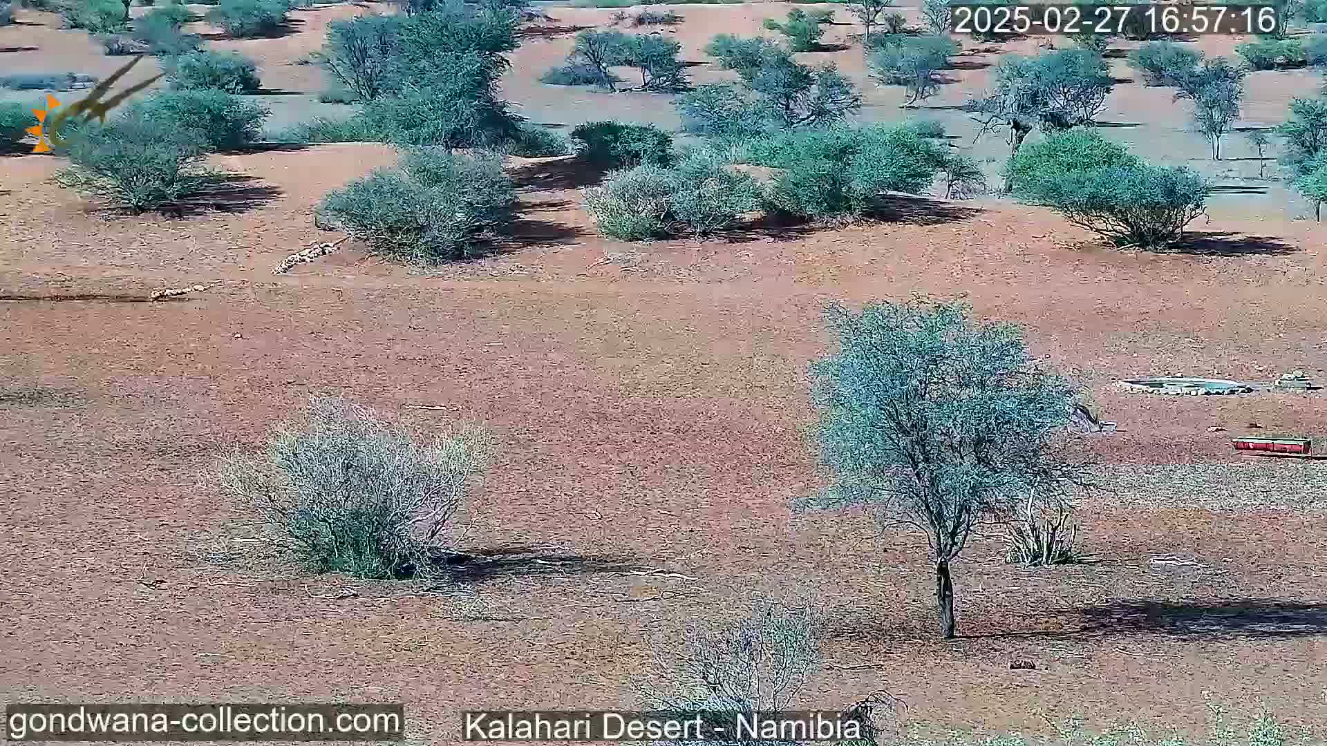 A sunny, arid landscape shows sparsely distributed shrubs and small trees on reddish-brown sand.