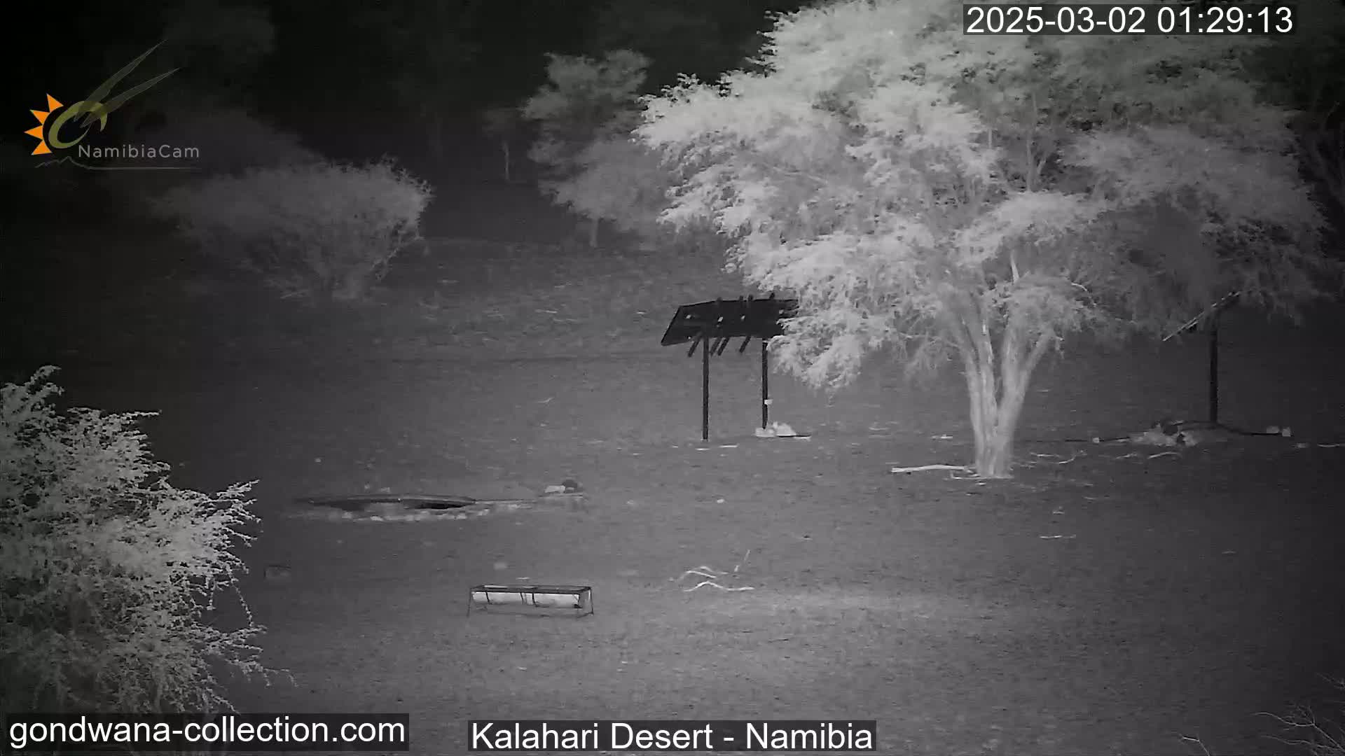 Natural Life in the Kalahari Desert (Gondwana Kalahari Park)  Live Cam - Mariental, Hardap, Namibia