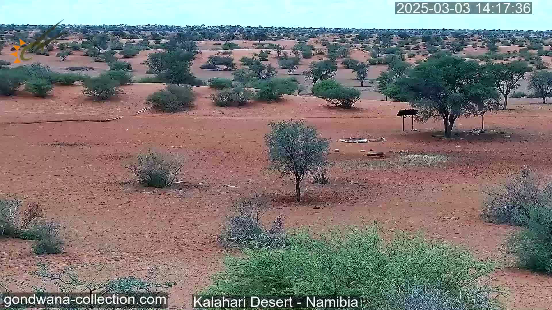 A mostly sunny, arid landscape with scattered low-lying shrubs and trees under a pale sky.