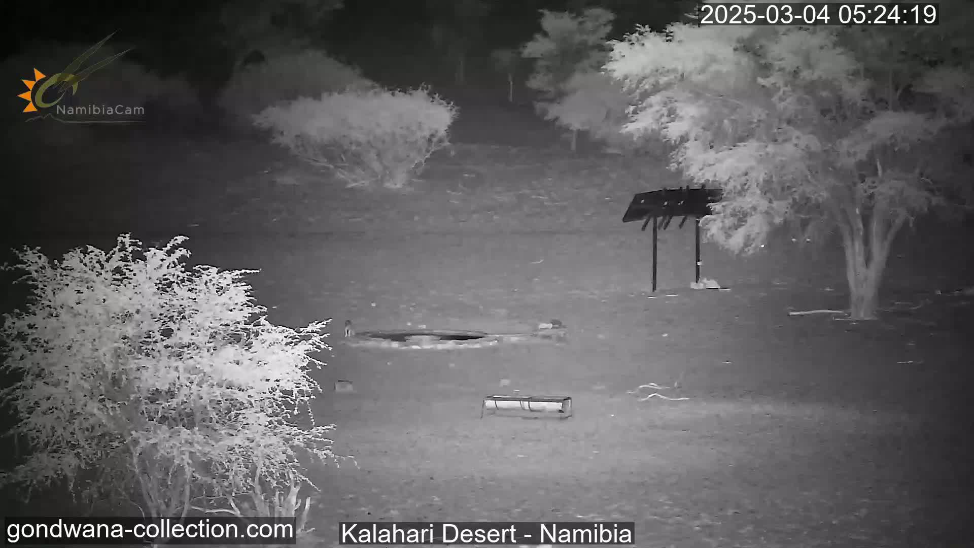 A nighttime, infrared view shows a desert landscape with sparse vegetation, a waterhole, a metal structure resembling a grill or table, and a trough-like object.