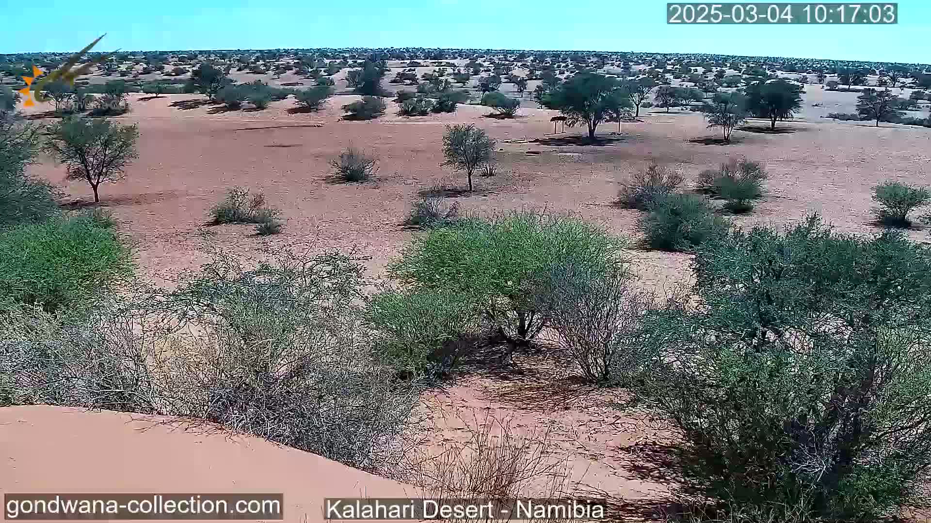 A sunny, arid landscape with scattered shrubs and small trees stretches across a sandy expanse.