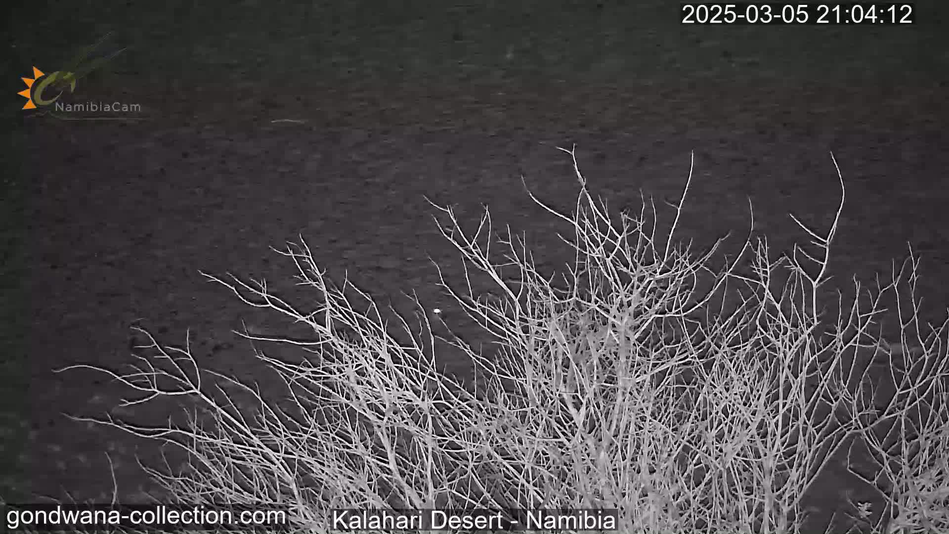 Bare, spindly branches of a bush are silhouetted against a dark, nighttime desert sky.