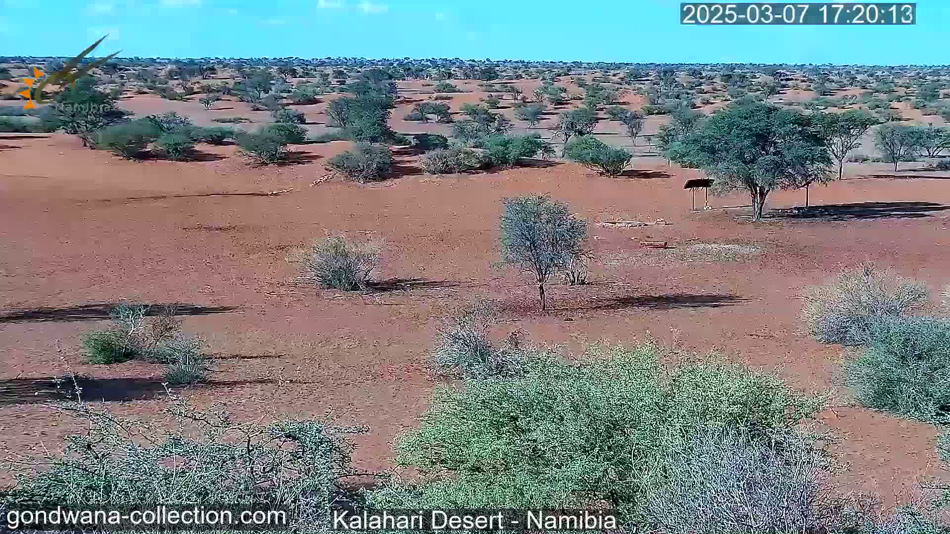 A sunny, arid landscape features sparse, low-lying vegetation and scattered trees on reddish-brown soil.