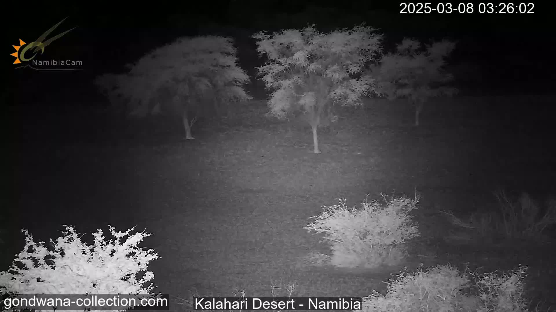 A nighttime, low-light image shows several small trees and shrubs sparsely scattered across a flat, dark expanse of land.