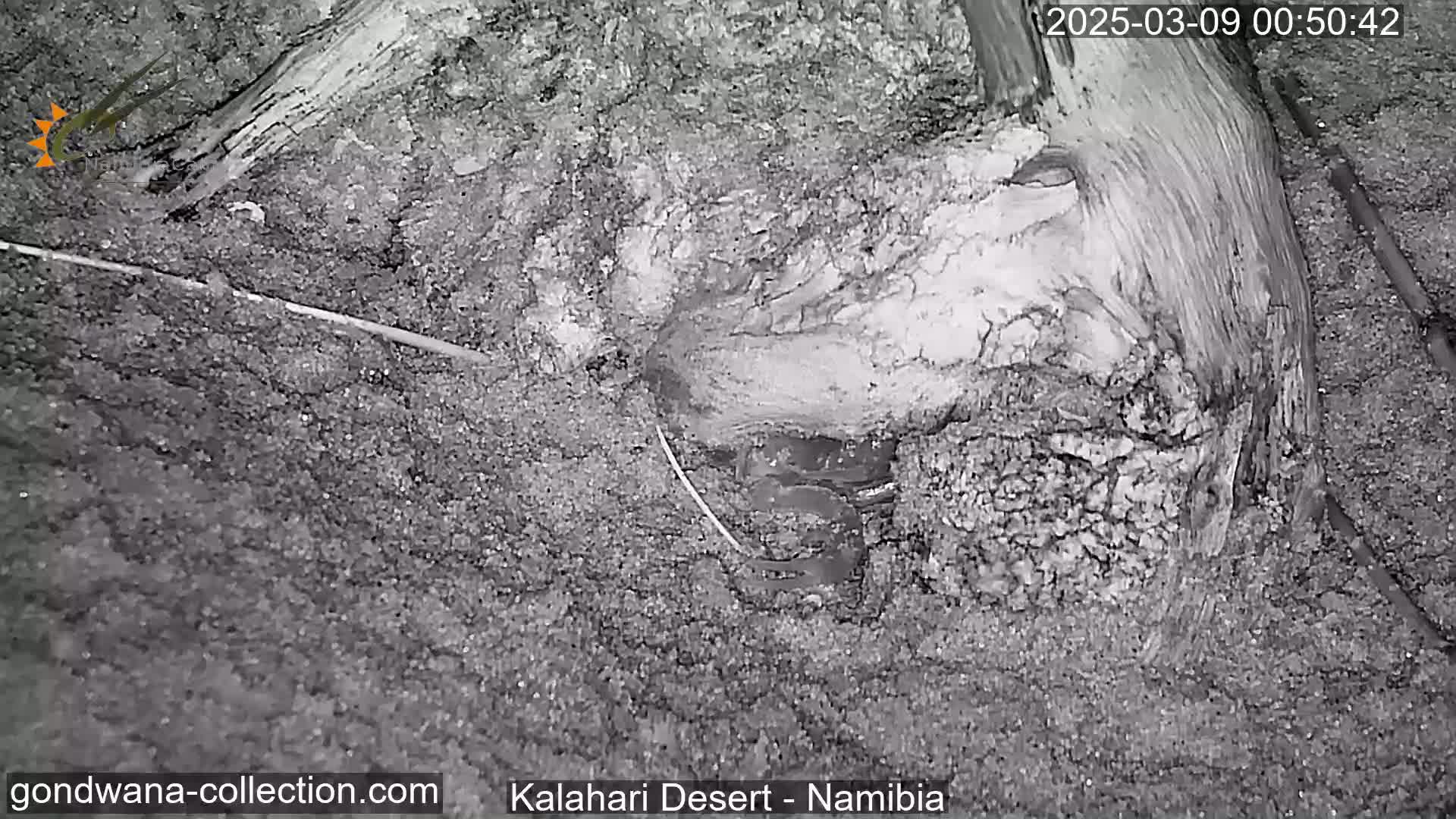 A grayscale night vision image shows a partially buried, weathered piece of wood in sandy soil.