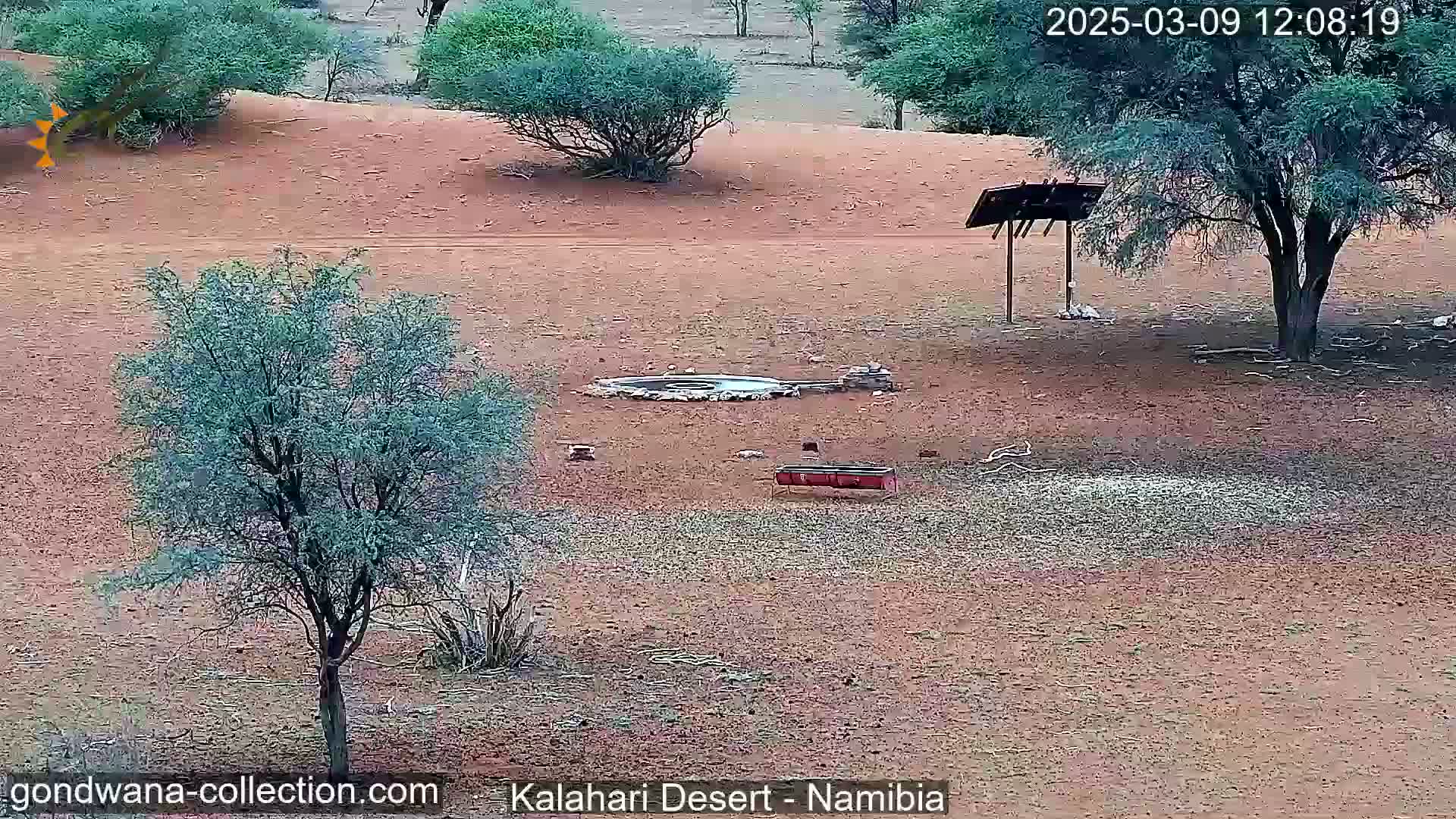 A desert landscape with sparse, low-lying vegetation surrounds a circular water source and a red feeding trough near a tree providing shade.