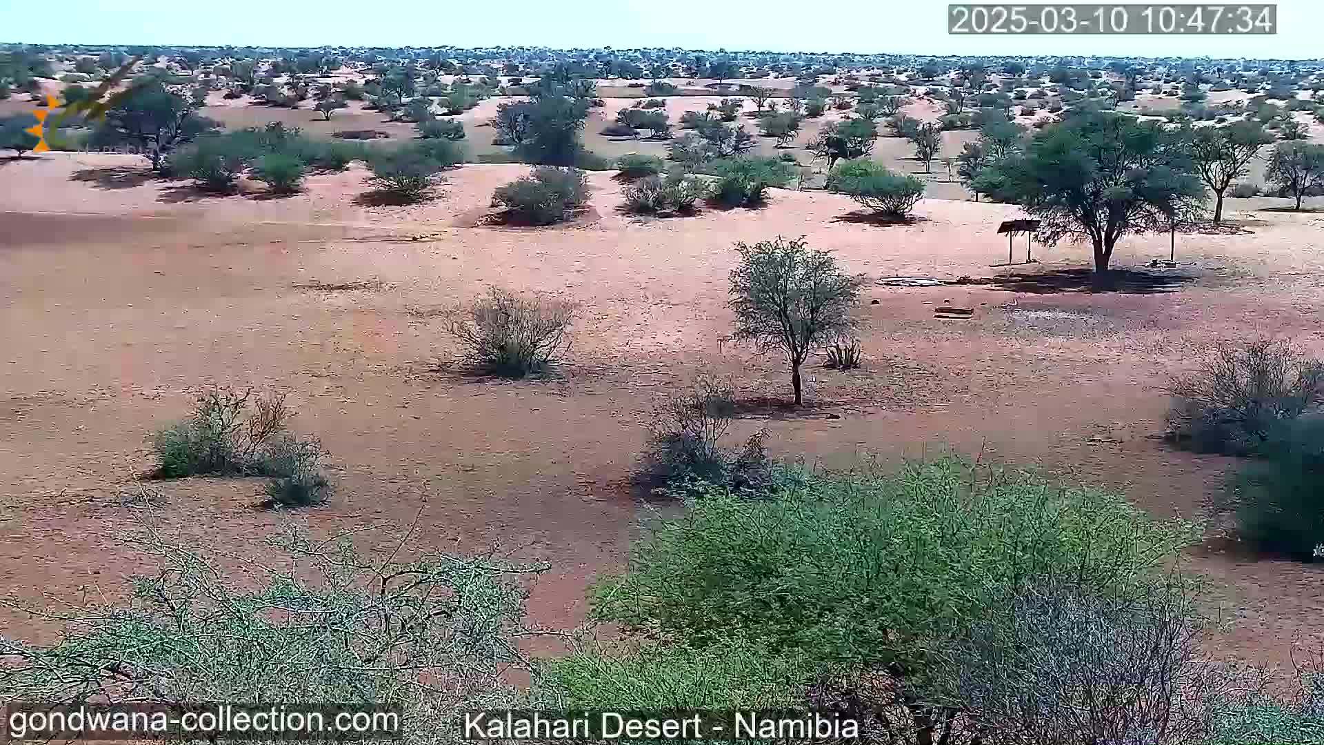A sandy, arid landscape with scattered shrubs and trees under a clear sky.