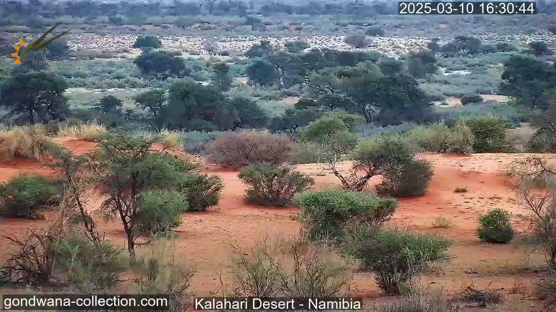 A slightly overcast view of red sand and sparse desert vegetation, including small shrubs and trees, stretches into a slightly greener, more densely vegetated distance.
