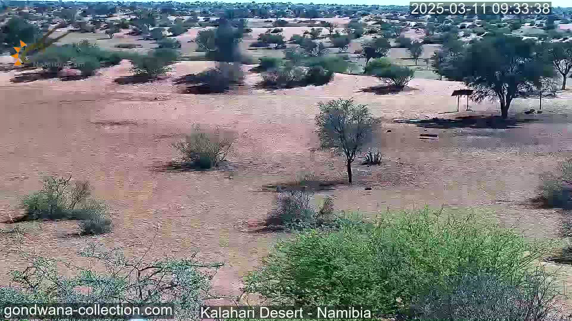 A dry, sandy landscape with sparse, low-lying vegetation and a few scattered trees under a clear sky.