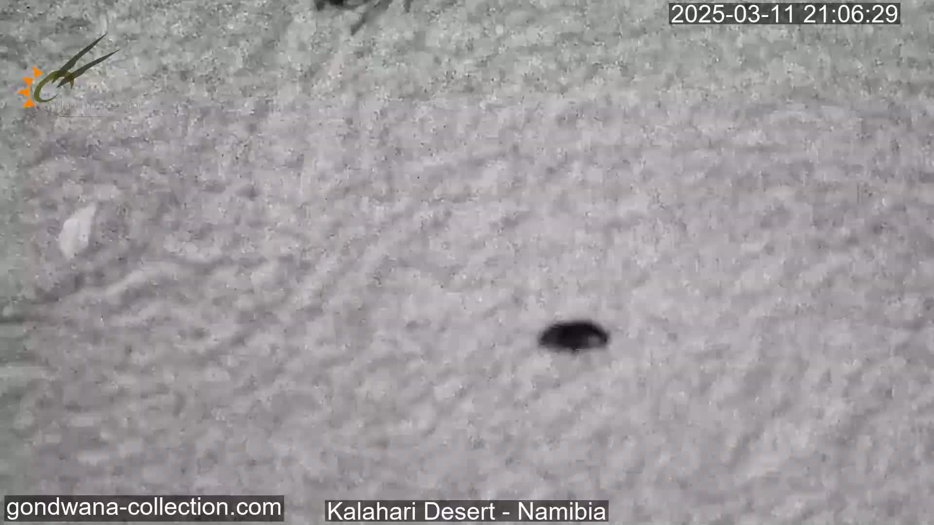 A nighttime, low-light view shows a dark, indistinct object on light-grey, textured ground.