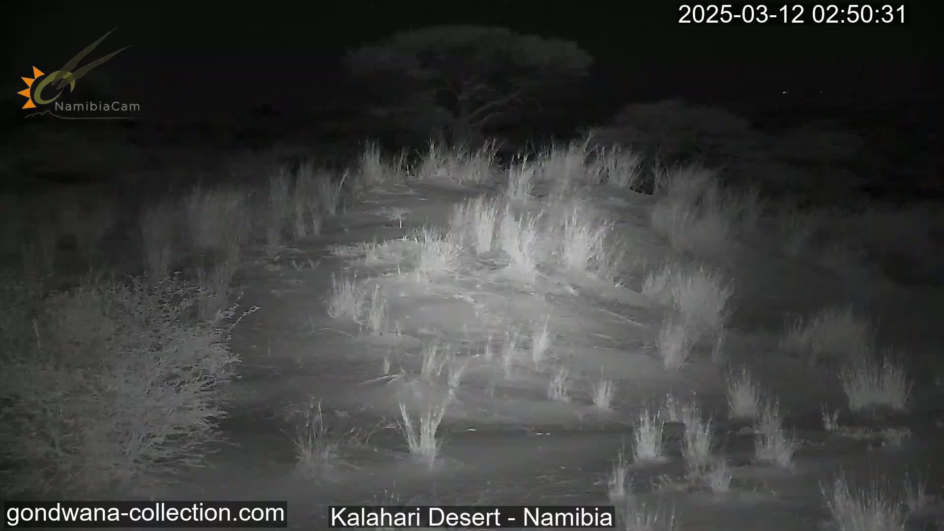A nighttime, low-light image shows sparse, low-lying vegetation in a desert landscape under a clear, dark sky.