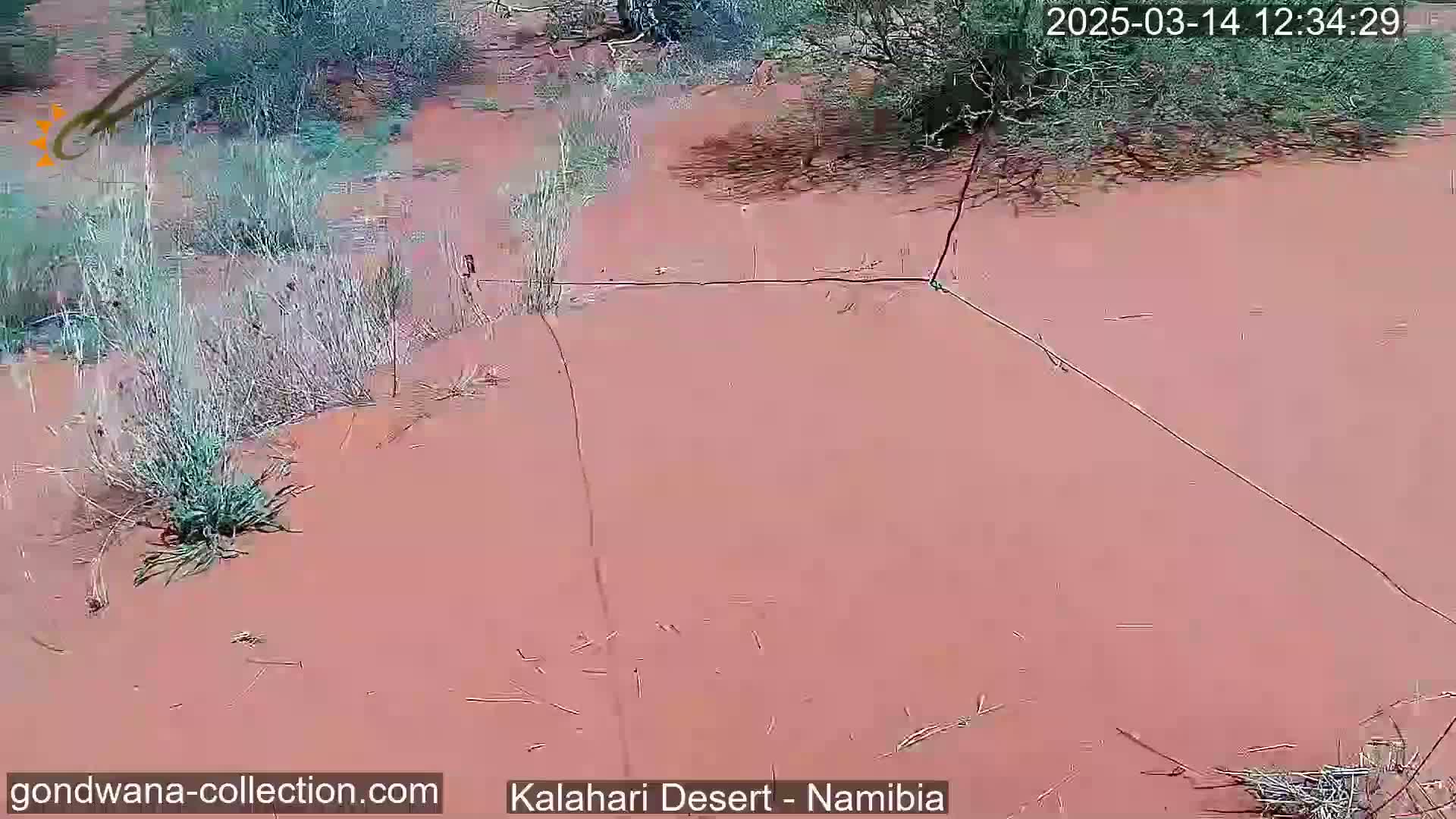 A reddish-pink, sandy desert landscape with sparse, dry vegetation and thin, dark lines on the ground is shown.