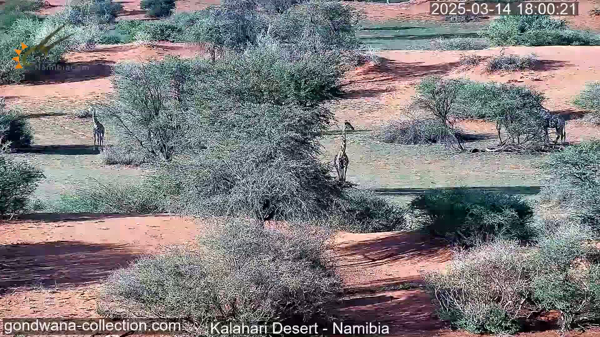 Several giraffes stand among sparse, low-lying shrubs and reddish sand dunes in sunny desert conditions.