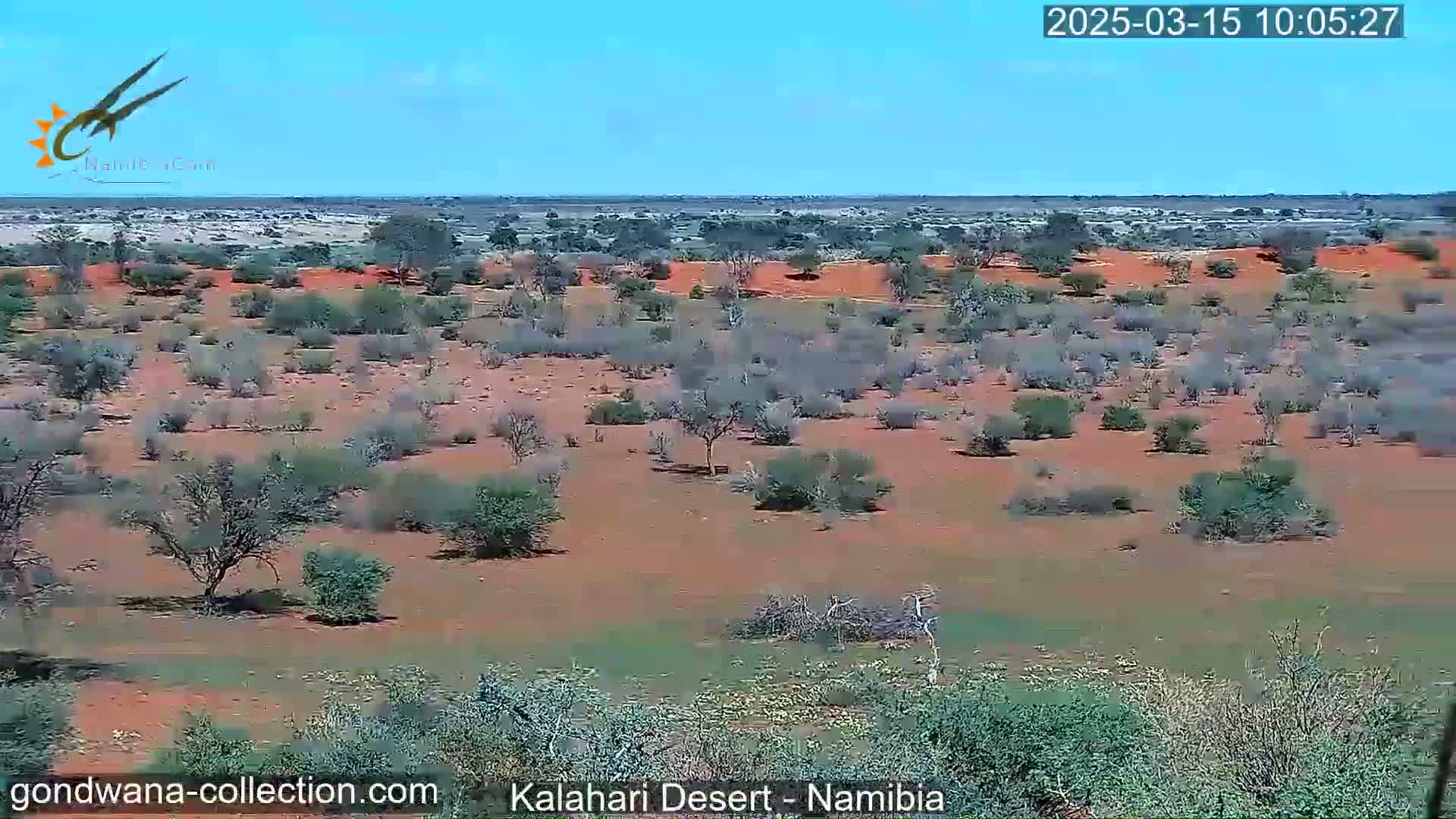 A sparse, scrubby landscape of reddish-brown earth and scattered small trees and shrubs stretches to the horizon under a clear blue sky.