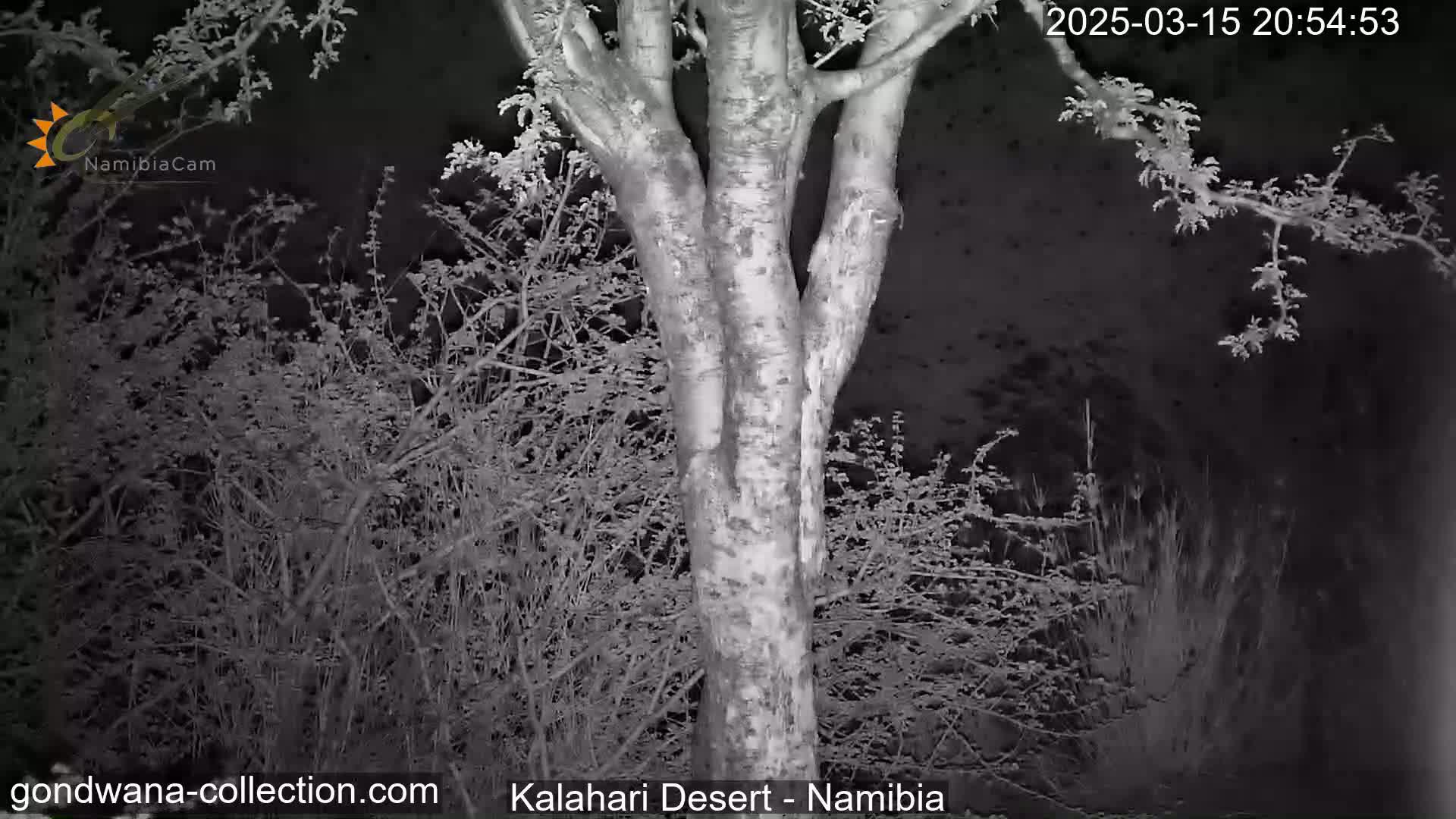 A nighttime, grayscale image shows a tree trunk and surrounding desert brush under dark conditions.