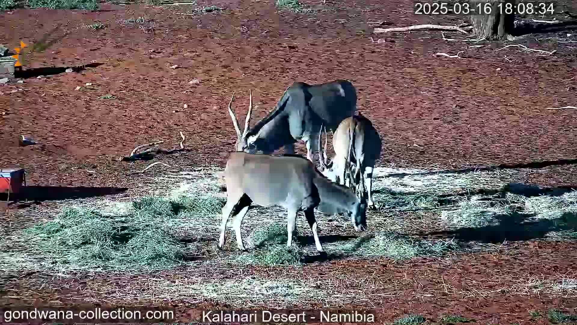 Three large antelope eat hay scattered on the reddish-brown ground under a seemingly clear sky.