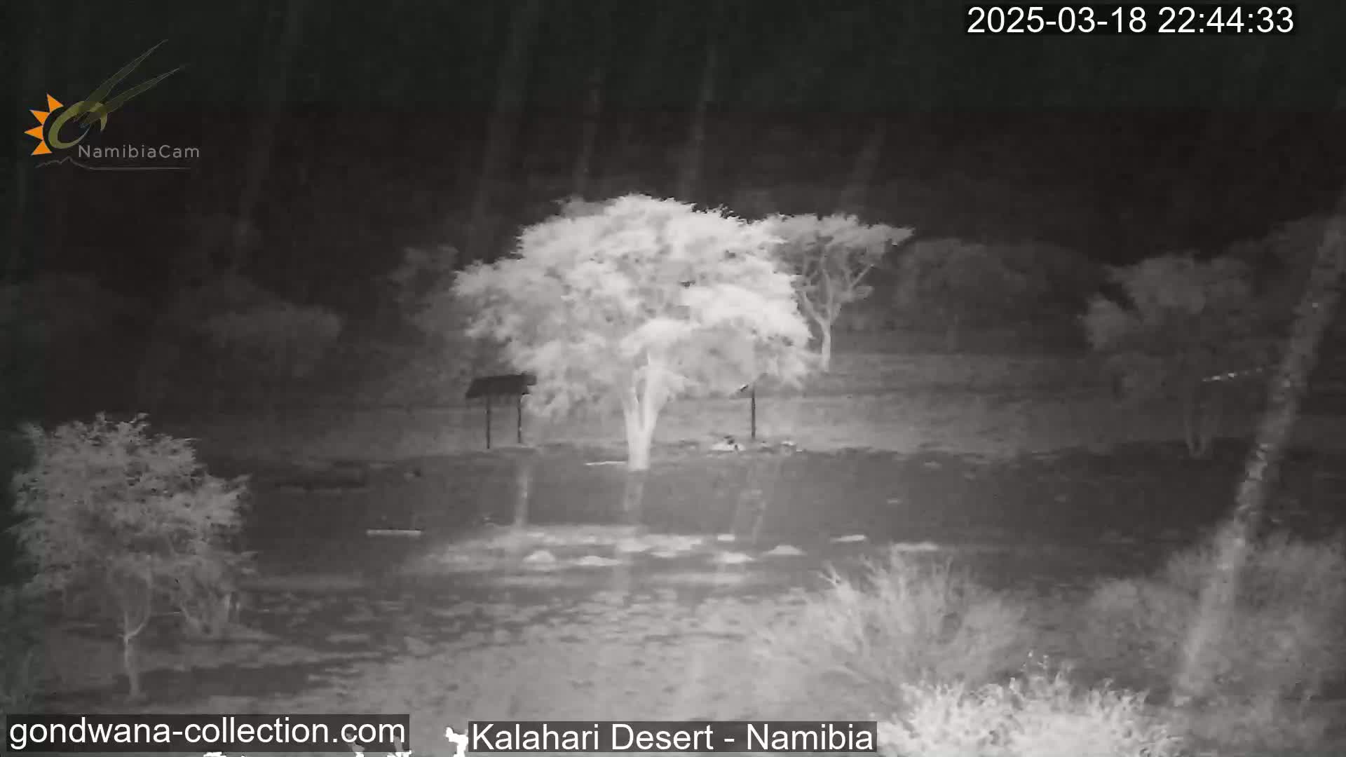 A nighttime, infrared image shows a sparsely vegetated landscape with a central tree under a light rain.
