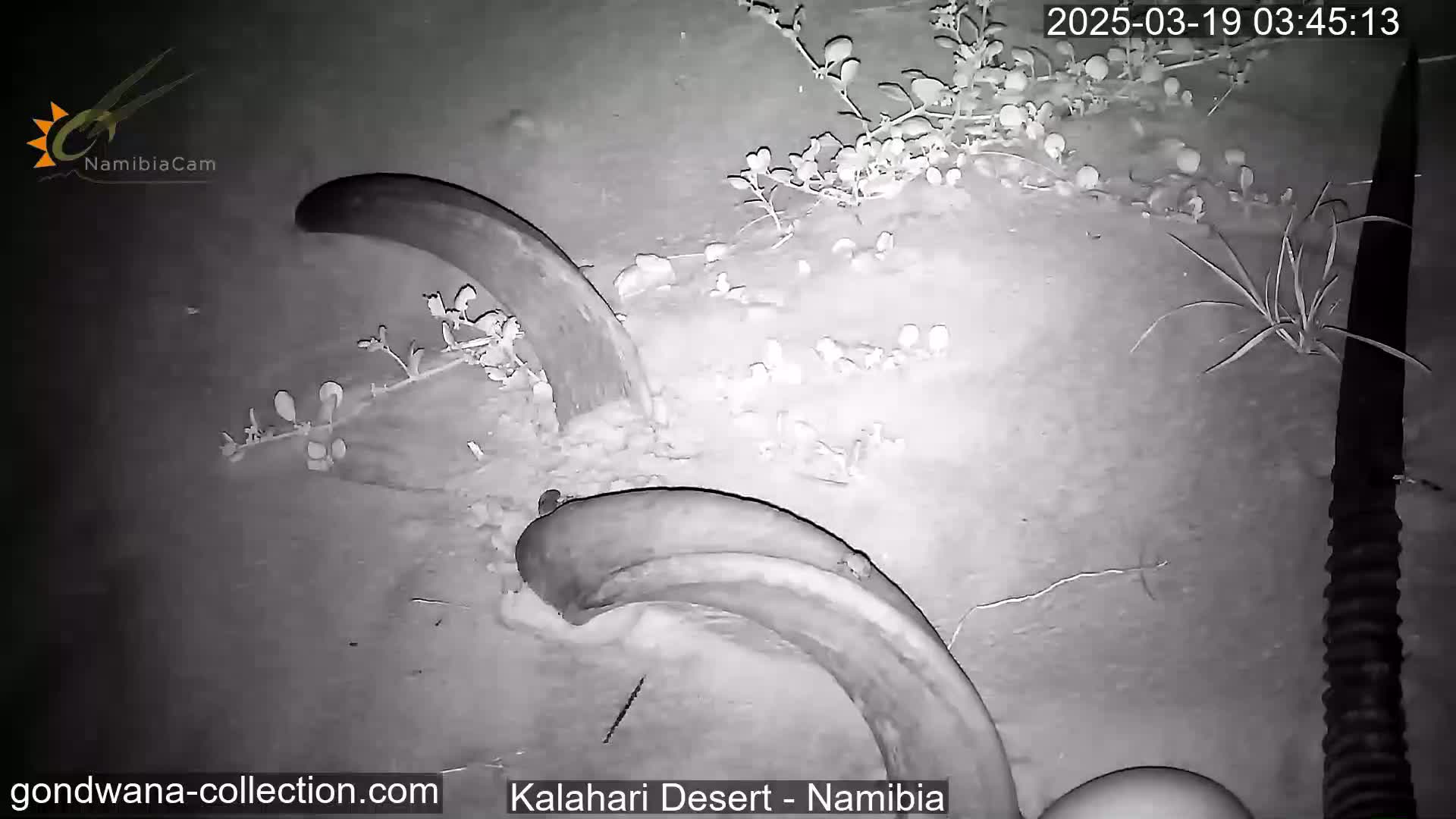 A nighttime, infrared image shows two large, curved objects partially buried in light-colored sand, surrounded by sparse desert vegetation.