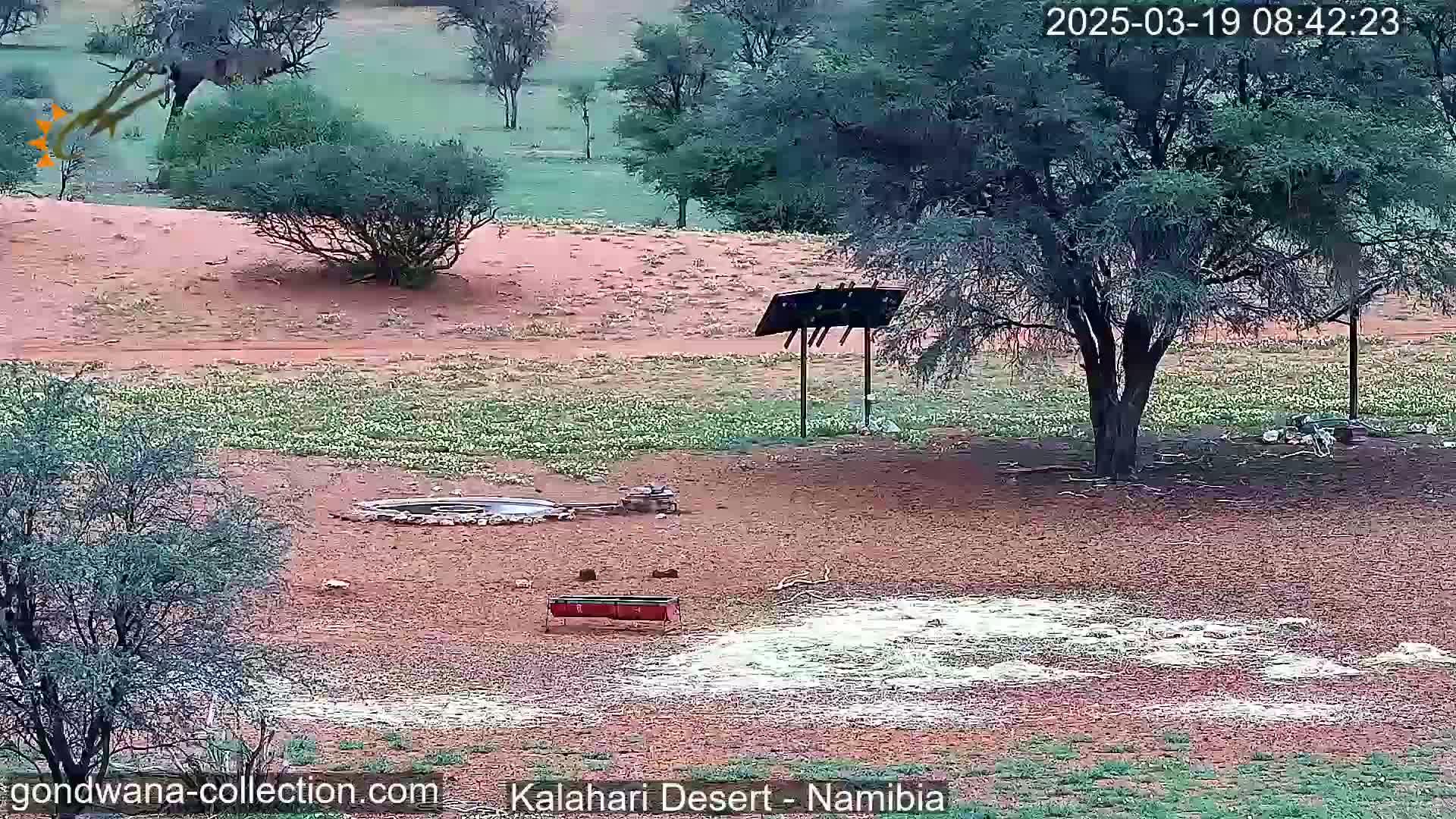 A desert landscape under an overcast sky shows a watering hole, a small feeder, sparse vegetation, and a large tree near a metal signpost.