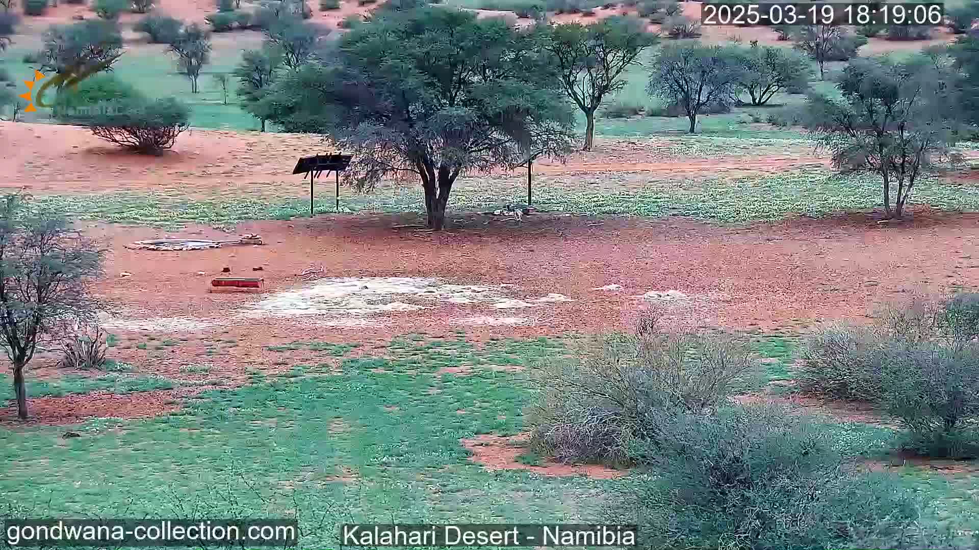 A desert landscape with sparse vegetation, a few trees, and a small water source, possibly after a light rain.