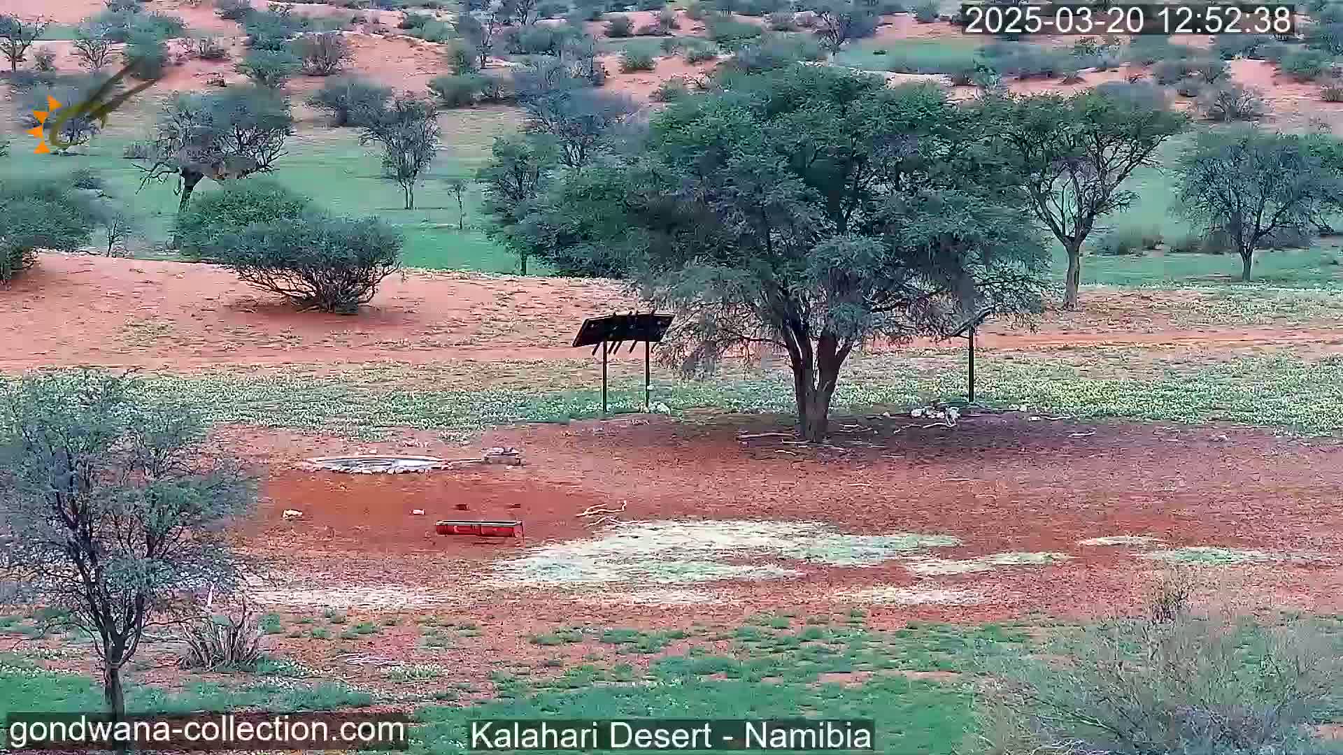 A desert landscape with sparse vegetation, reddish-brown soil, and a large tree near a small water source.