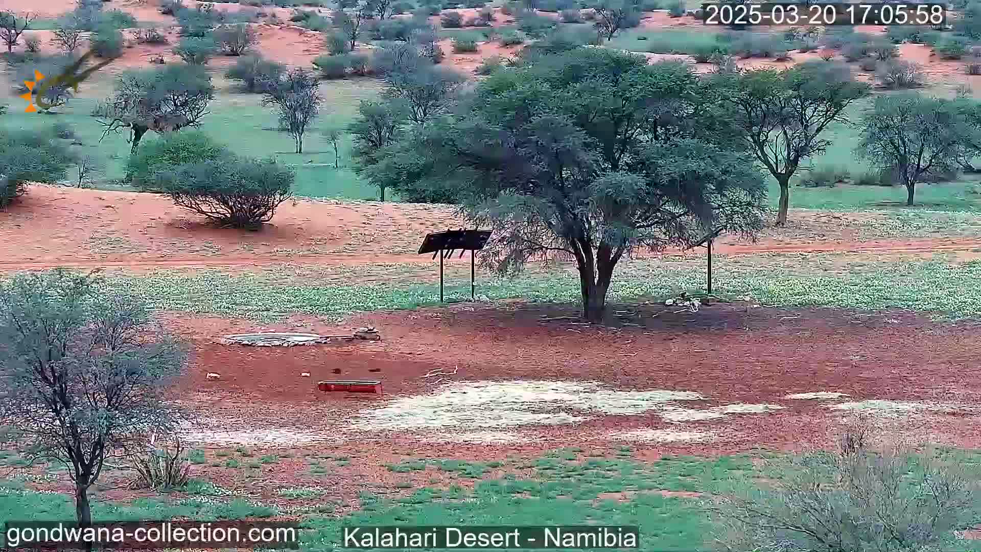 A desert landscape with reddish-brown dirt and sparse green vegetation, featuring a large tree near a small structure, under a seemingly clear sky.