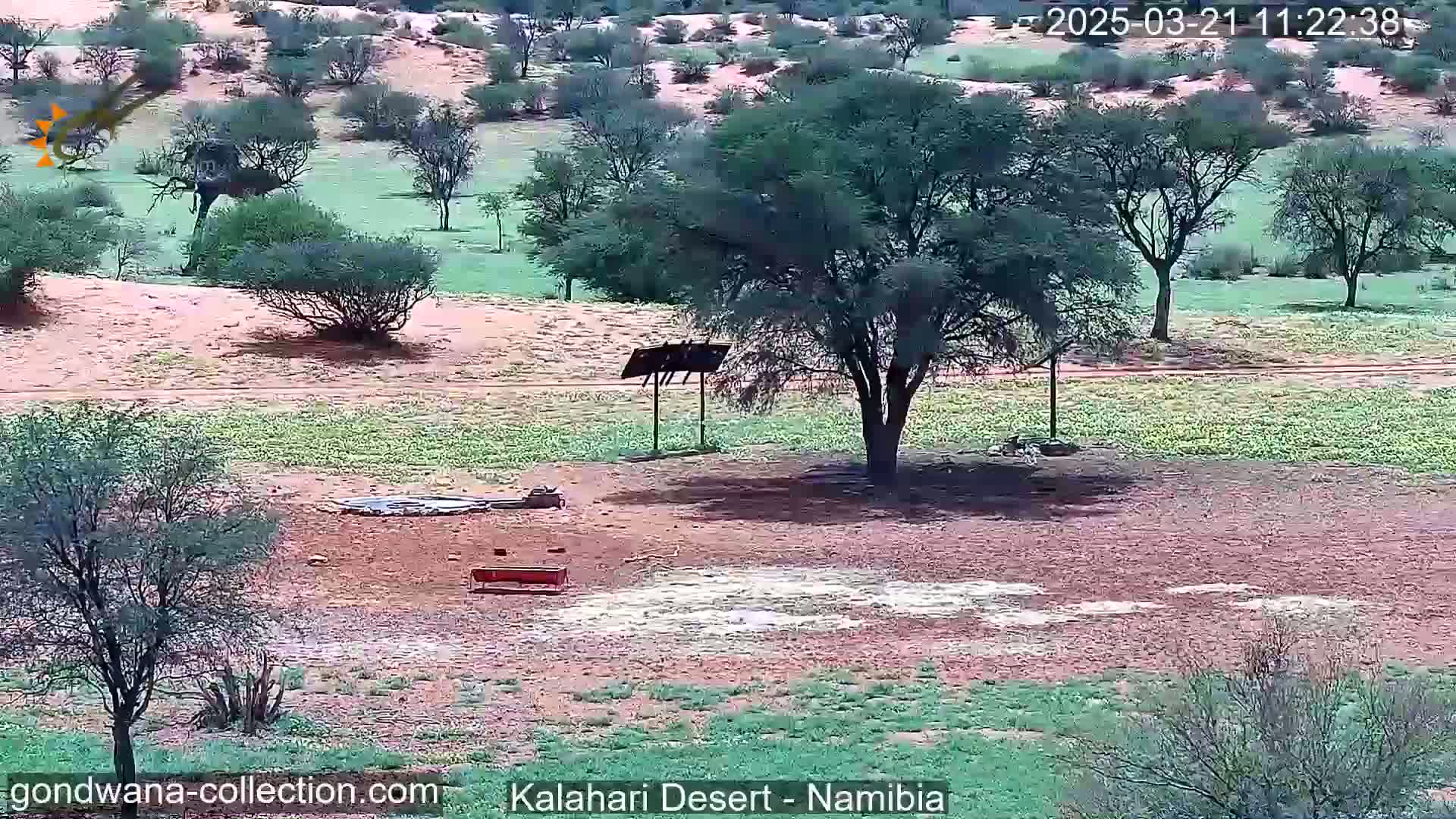 A dry, reddish-brown landscape with sparse, green vegetation and a large tree under a mostly clear sky.