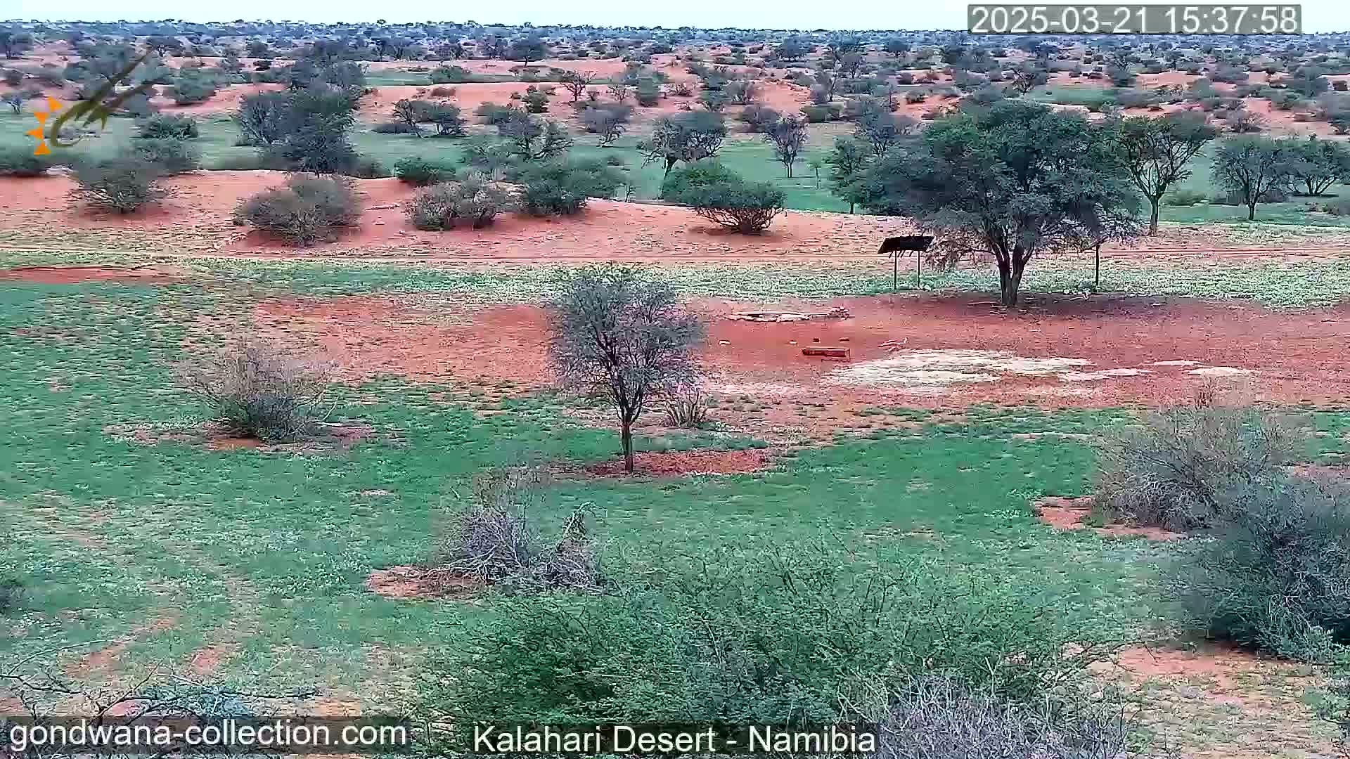 A mostly sunny, arid landscape with patches of green grass and scattered, short trees on reddish-brown earth.