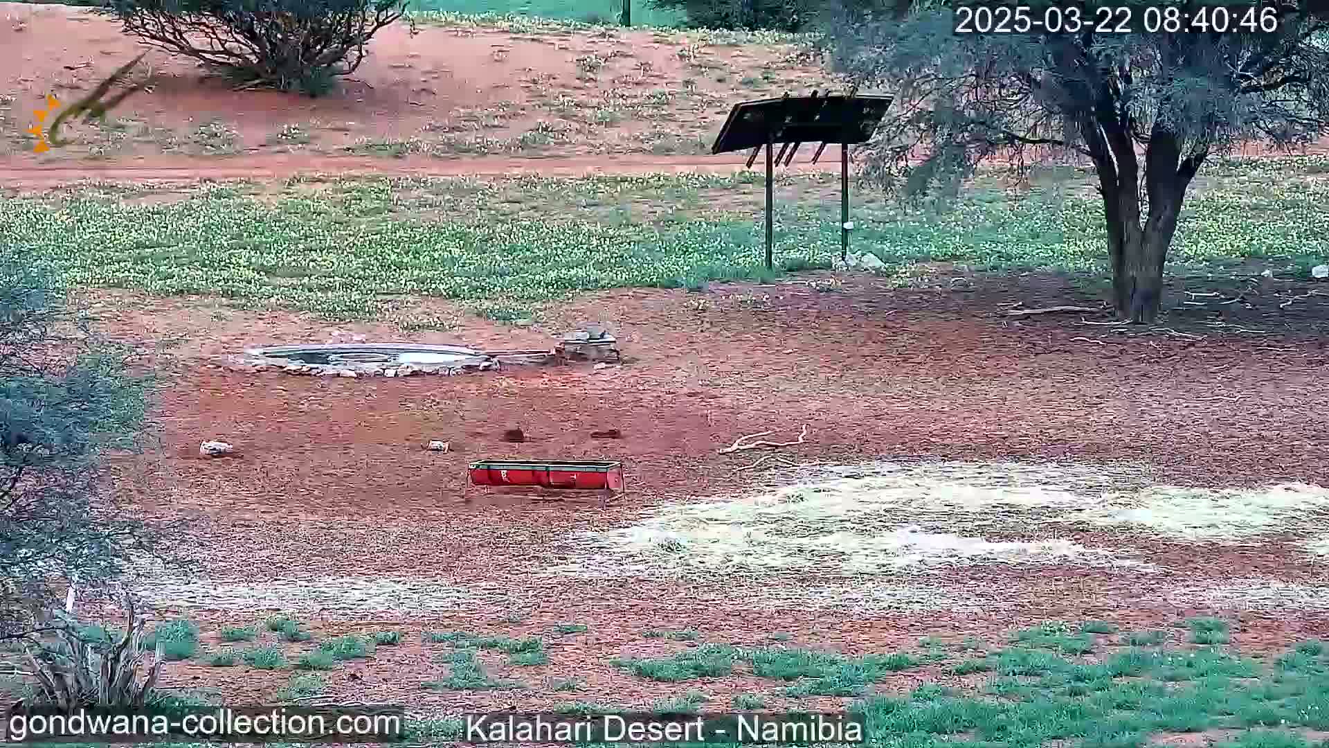A dry, red dirt area with sparse vegetation, a small waterhole, and several animal feeders is shown under a partly sunny sky.