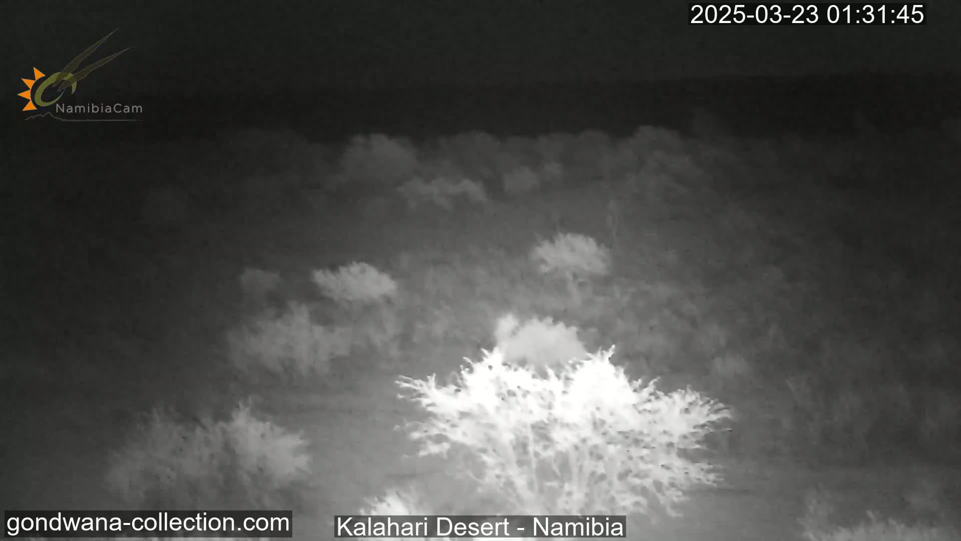 A nighttime, low-light view of sparse desert vegetation under a mostly cloudy sky.