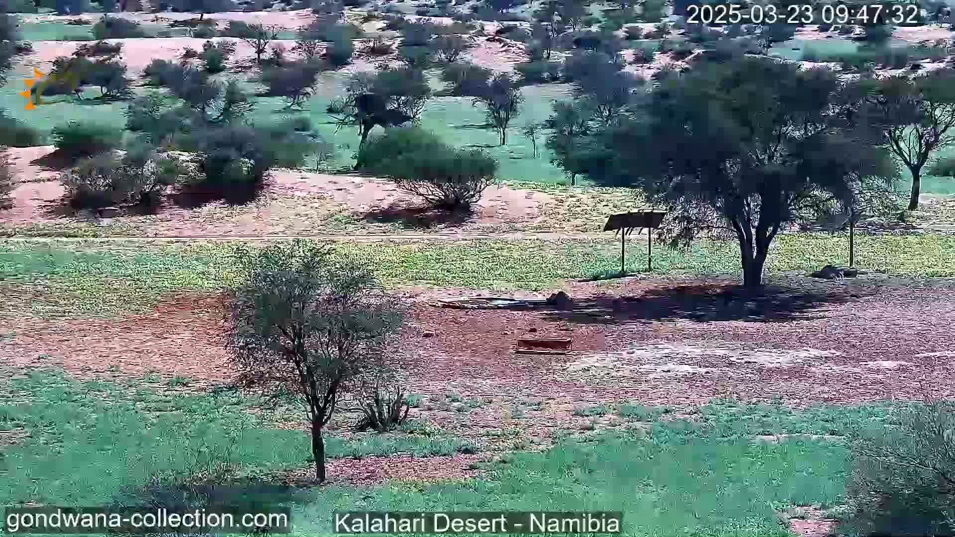A sunny, arid landscape features sparse, low-lying vegetation, a few scattered trees, and a small, rudimentary structure.
