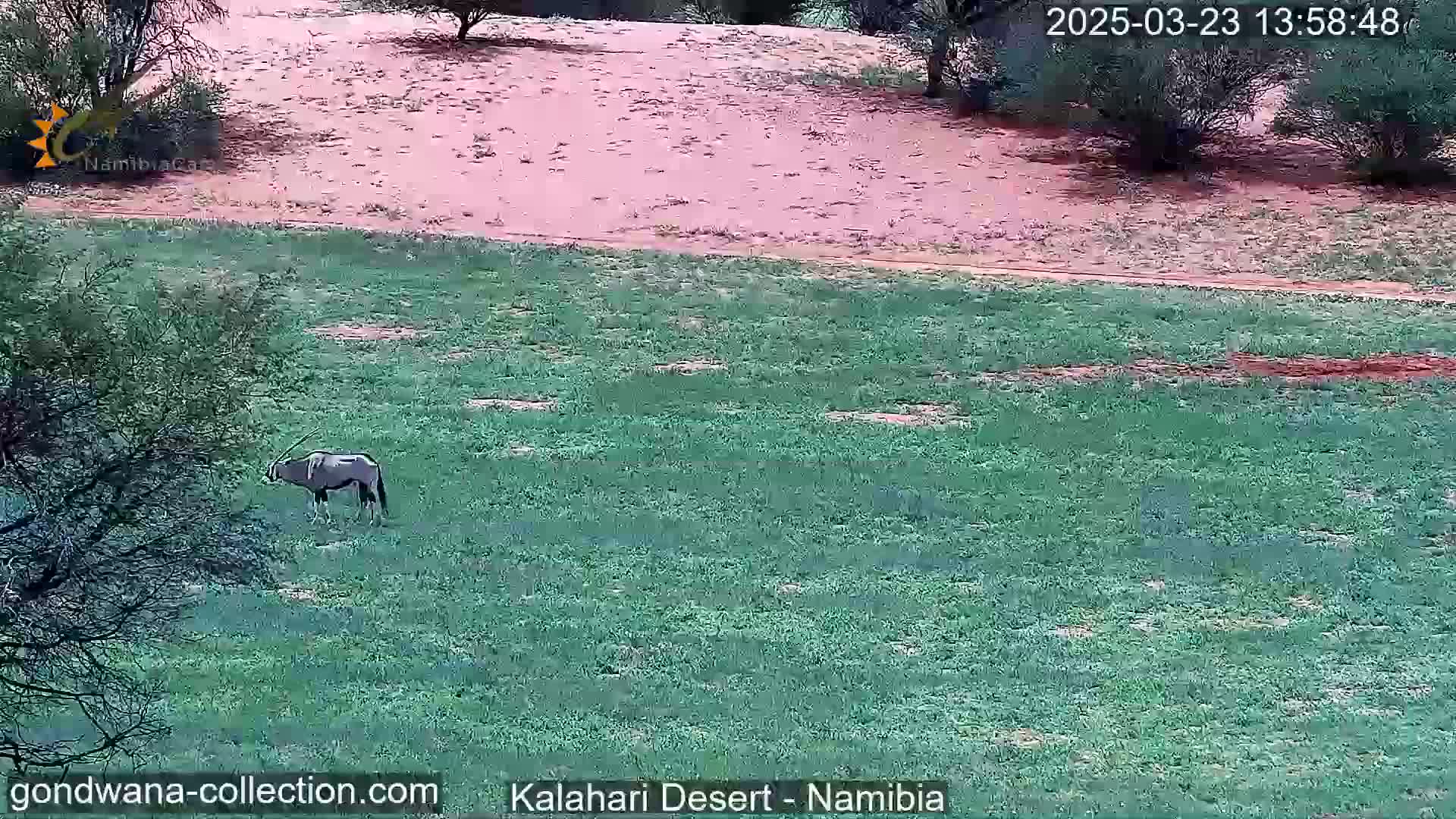 A single oryx grazes in a grassy field next to a sandy area under a clear sky.