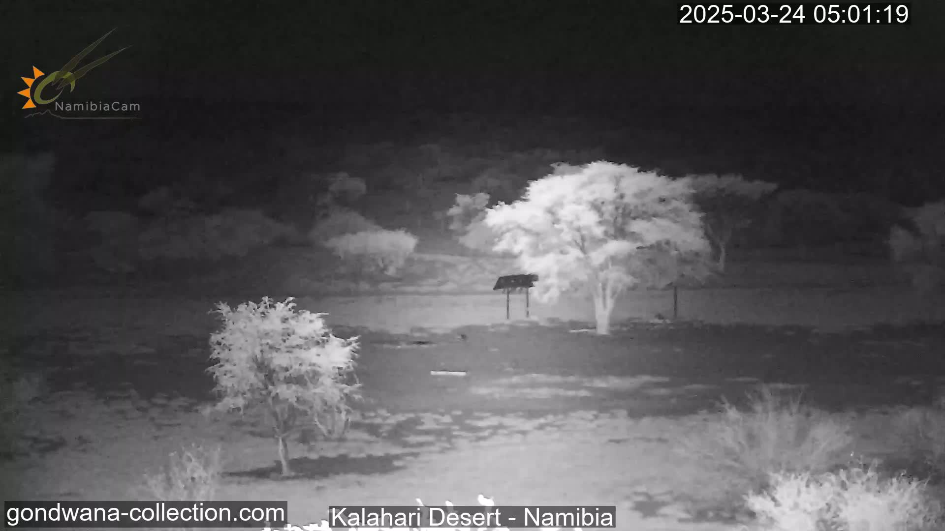 A nighttime, grayscale infrared image shows a sparsely vegetated landscape with a few small trees under a clear, dark sky.