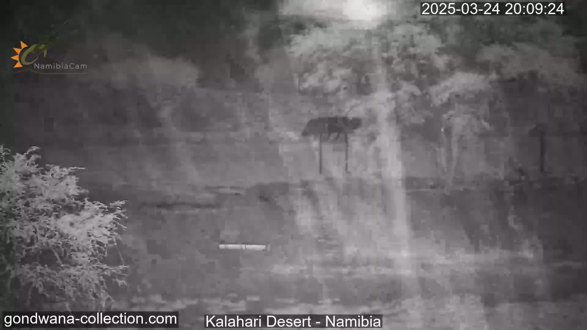 A blurry, grayscale nighttime image shows a dark animal near some bushes and trees in the Kalahari Desert.