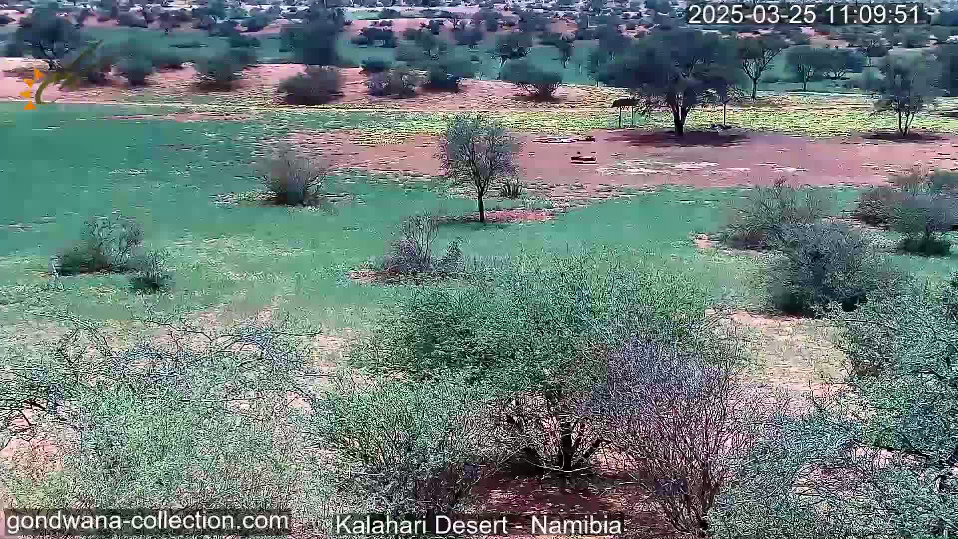 A high-angle view shows a sparsely vegetated landscape with low shrubs and small trees scattered across a mostly green field under a clear sky.