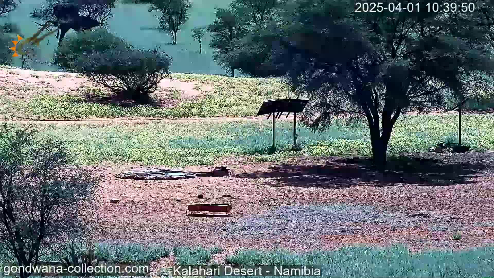 A sunny desert landscape shows sparse vegetation, a small stone well, a feeding trough, and a single large tree casting a shadow.