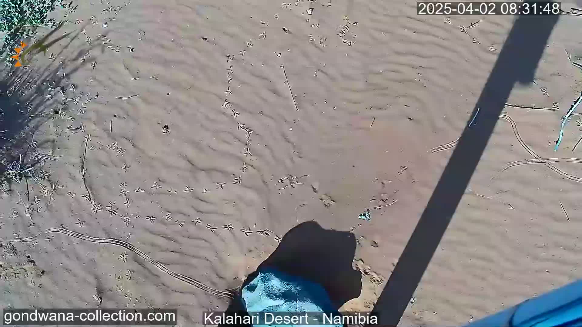 A high-angle, sunny view shows numerous bird tracks in light brown sand, with a long shadow cast across the ground.