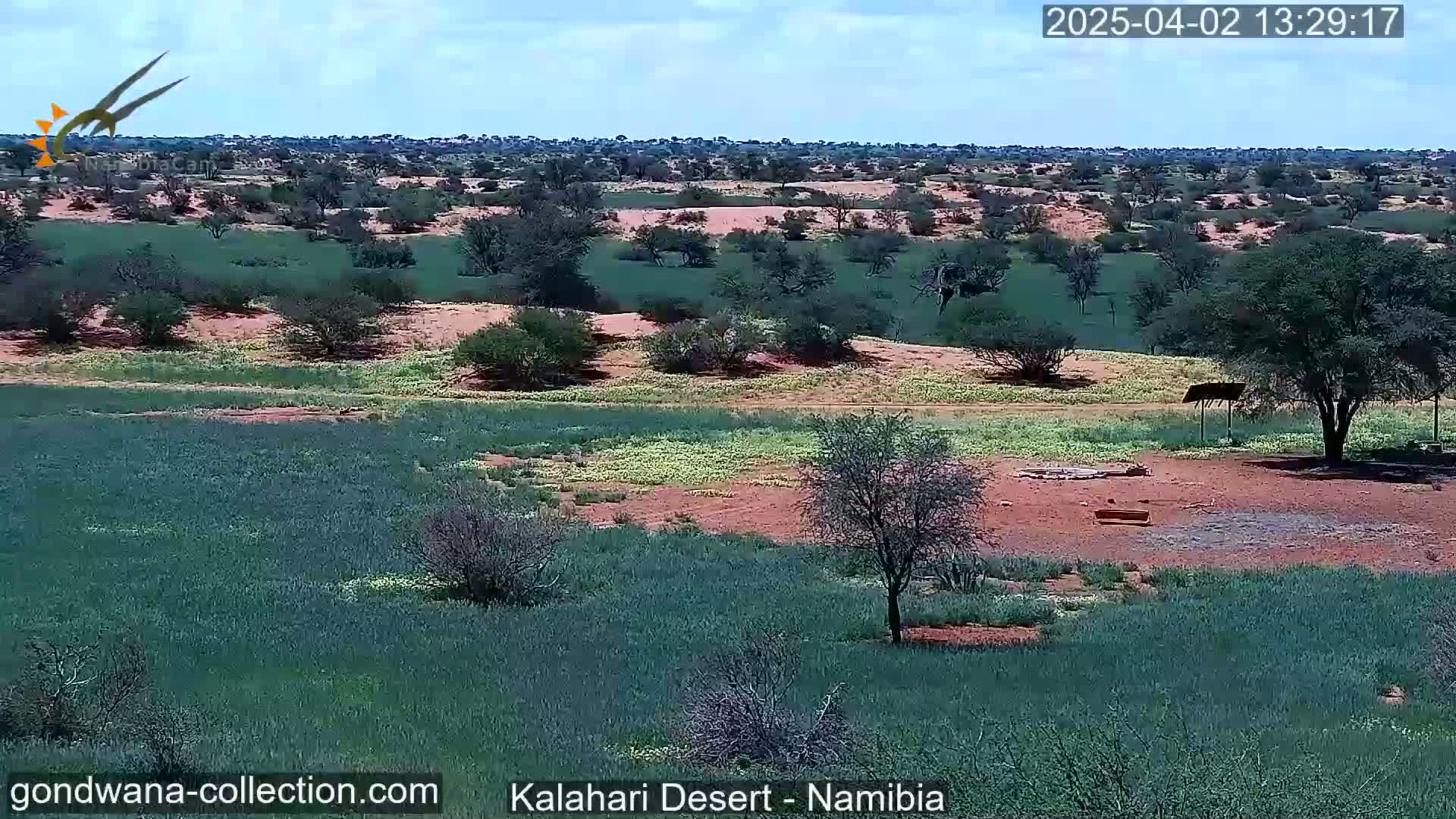 A partly sunny day shows a wide expanse of green fields interspersed with reddish-brown sand and sparse, low-lying vegetation in the Kalahari Desert of Namibia.