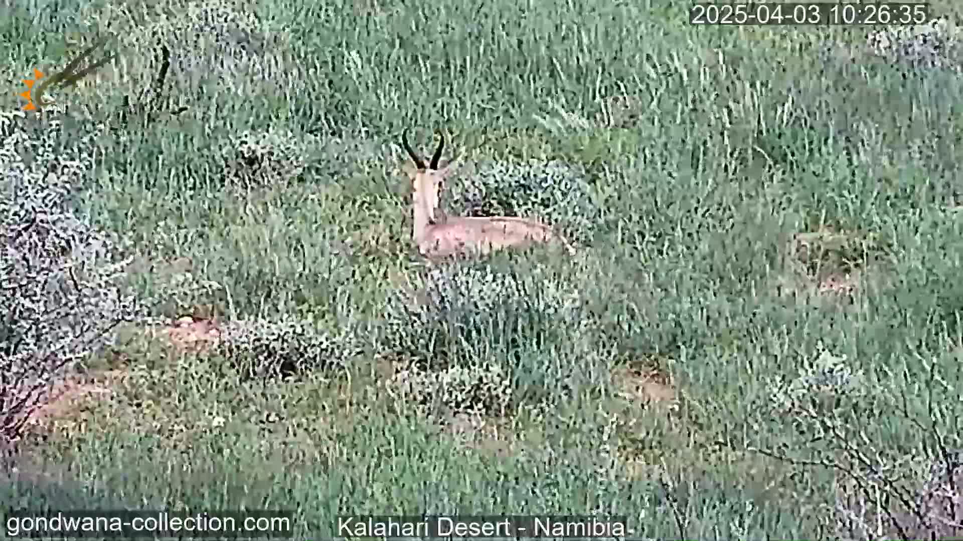 A light brown antelope lies in tall green grass.