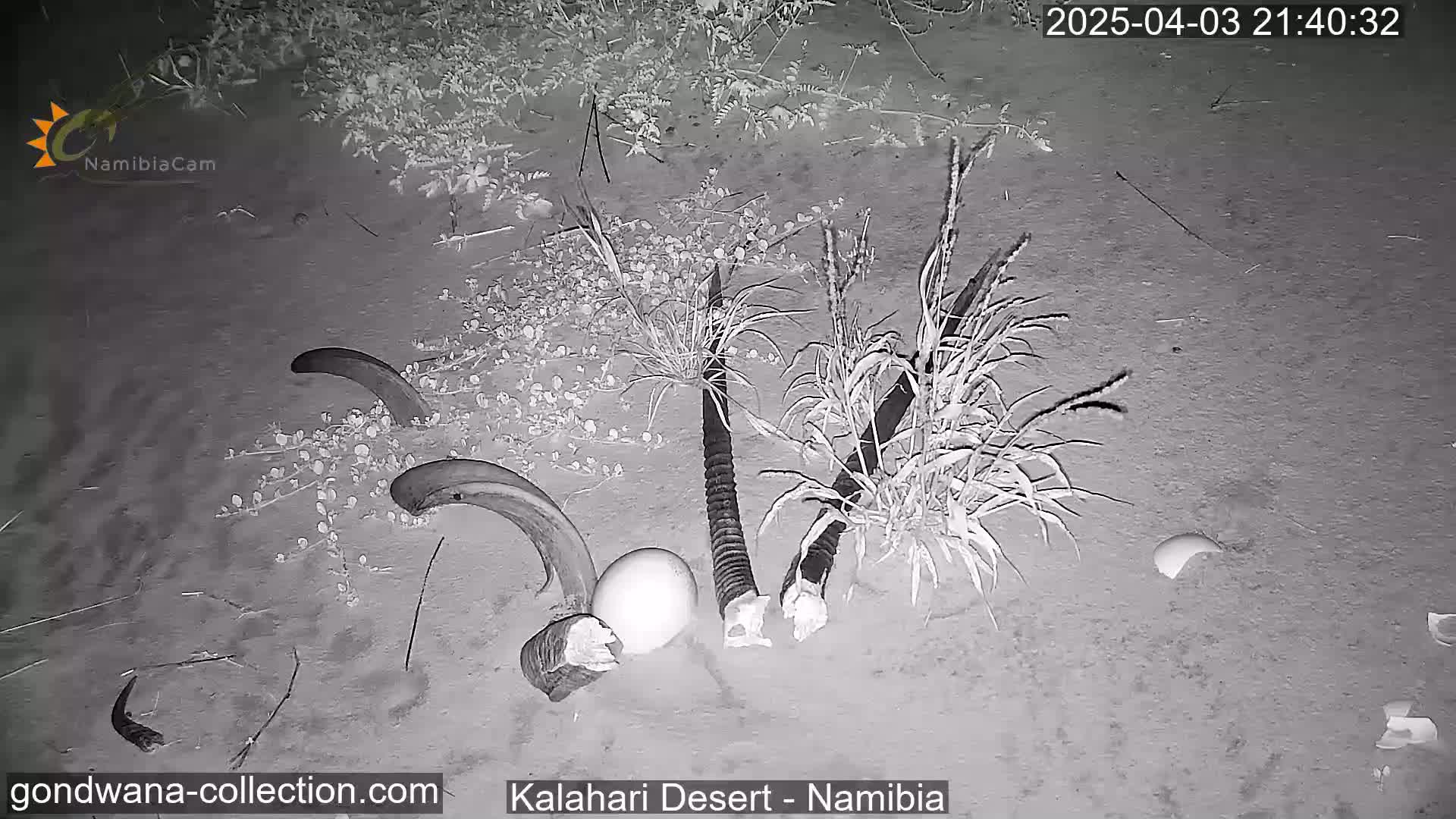 At night in the Kalahari Desert, a large bird egg rests among several animal horns and skeletal remains near some sparse vegetation.